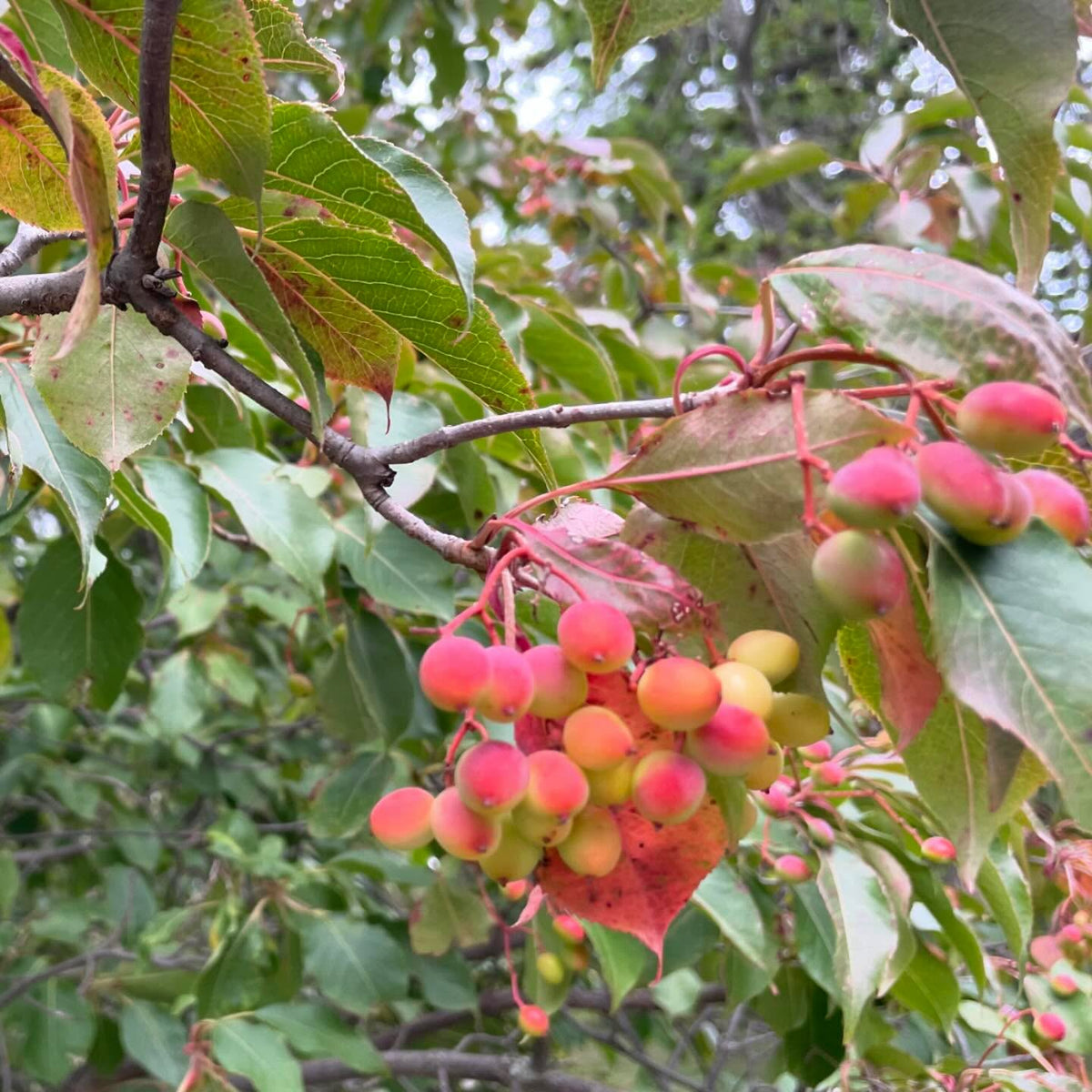 nannyberry starting to ripen, they’ll turn blue this month and taste delicious off the tree, image 1 of 2
