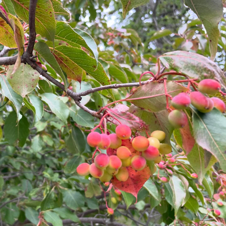 nannyberry starting to ripen, they’ll turn blue this month and taste delicious off the tree, image 1 of 2