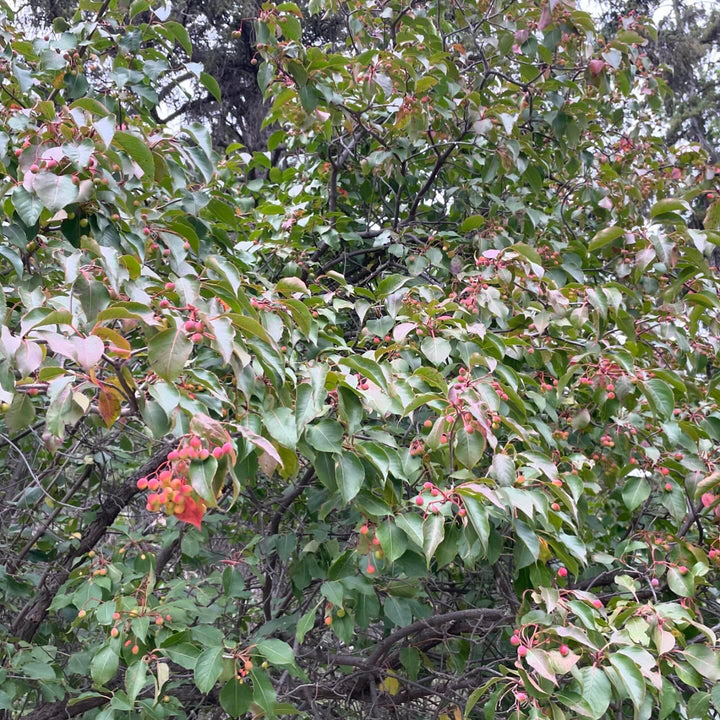 nannyberry starting to ripen, they’ll turn blue this month and taste delicious off the tree, image 2 of 2