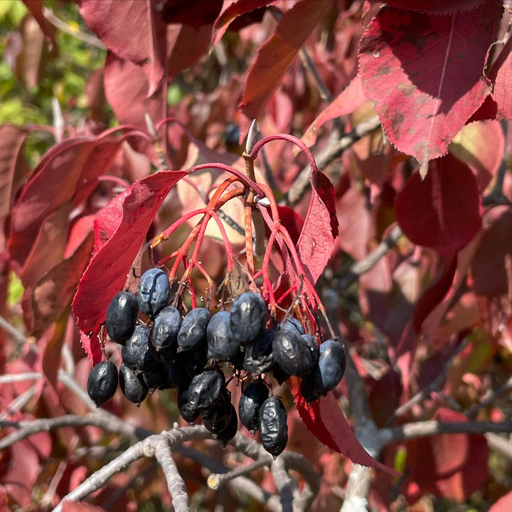 nannyberry tree late hanging with over ripe fruit #nannyberry, image 1 of 4