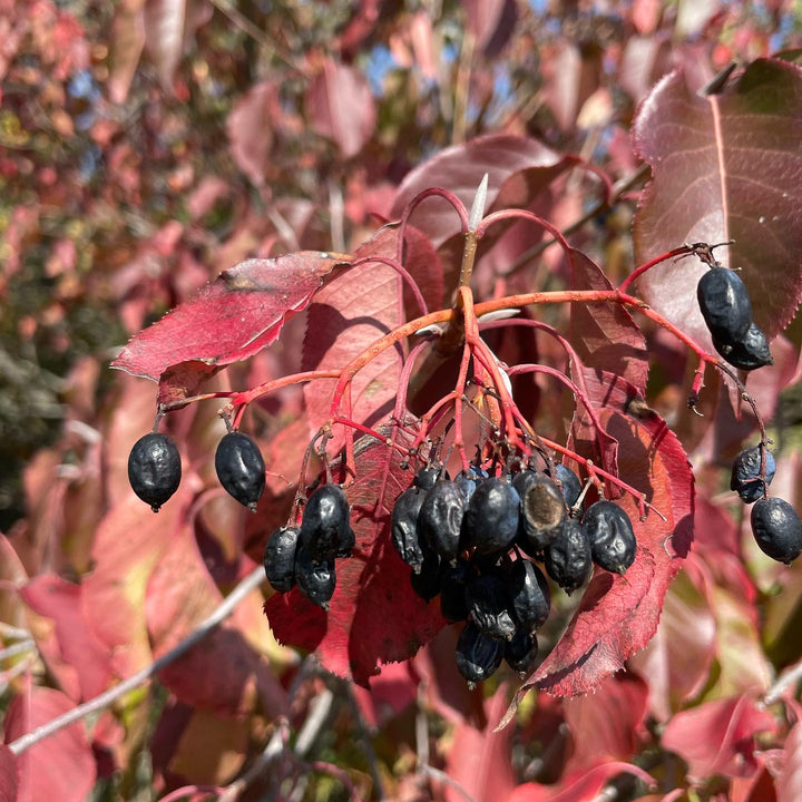 nannyberry tree late hanging with over ripe fruit #nannyberry, image 2 of 4