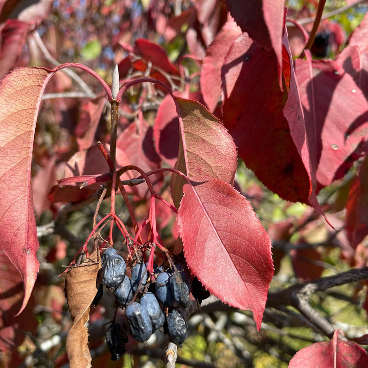 nannyberry tree late hanging with over ripe fruit #nannyberry, image 3 of 4