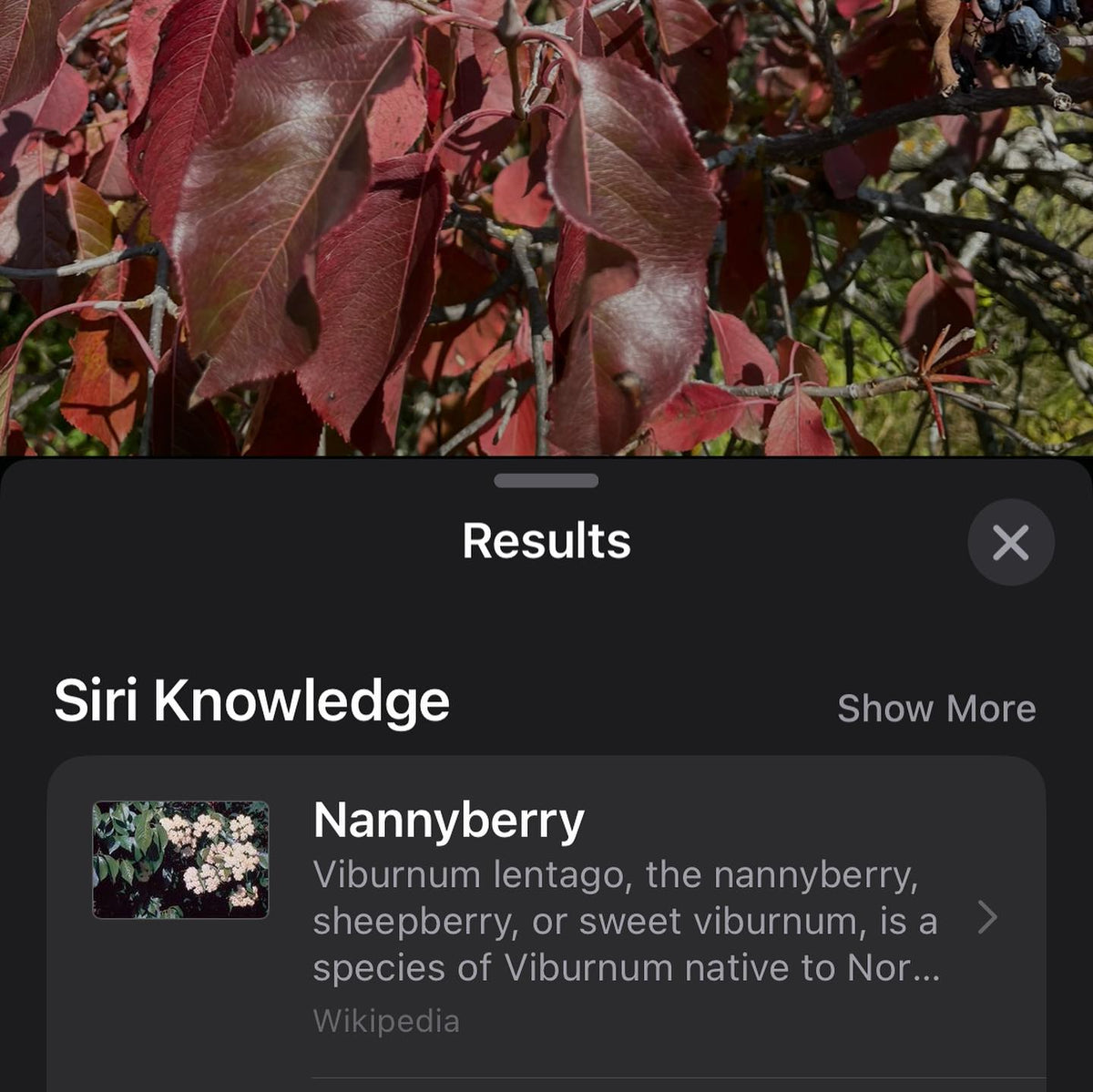 nannyberry tree late hanging with over ripe fruit #nannyberry, image 4 of 4