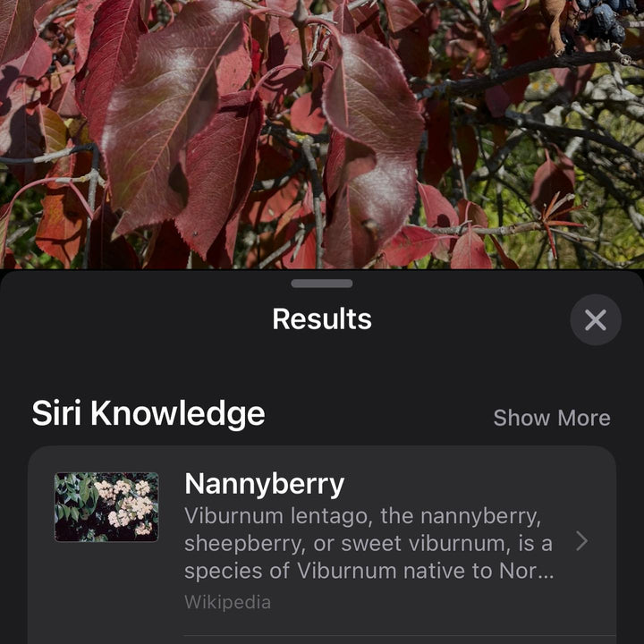 nannyberry tree late hanging with over ripe fruit #nannyberry, image 4 of 4