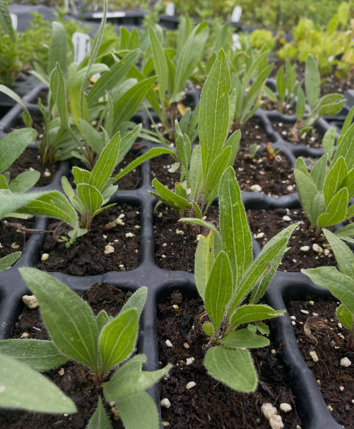 narrow leaved echinacea, a native perennial wildflower, image 1 of 2