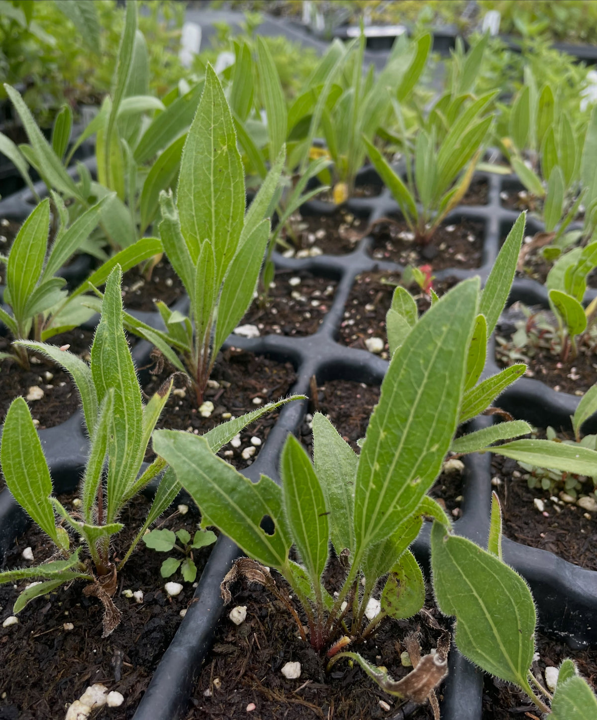 narrow leaved echinacea, a native perennial wildflower, image 2 of 2
