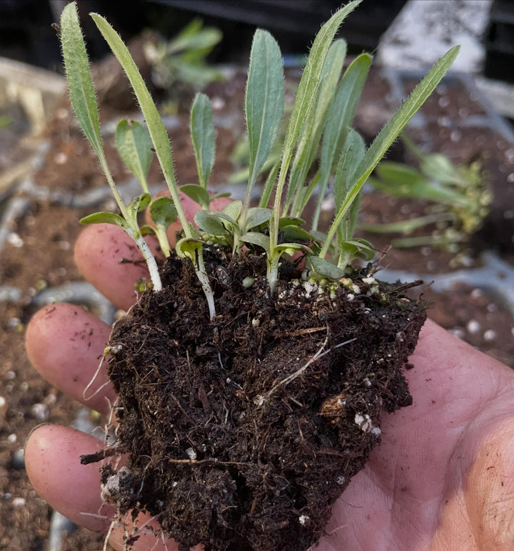 narrow leaved echinacea, a native species, image 2 of 2