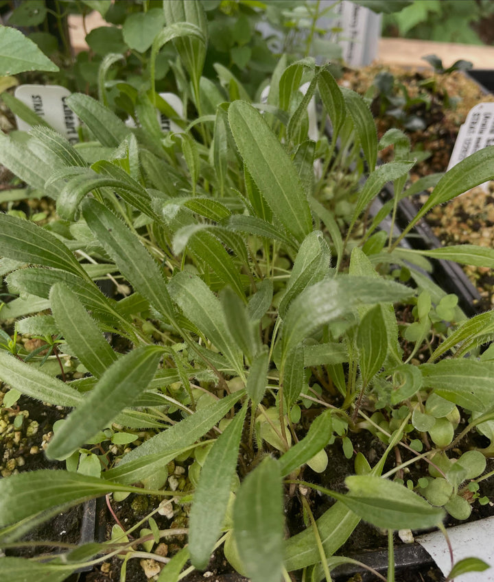 narrow leaved echinacea, a native species, image 1 of 2