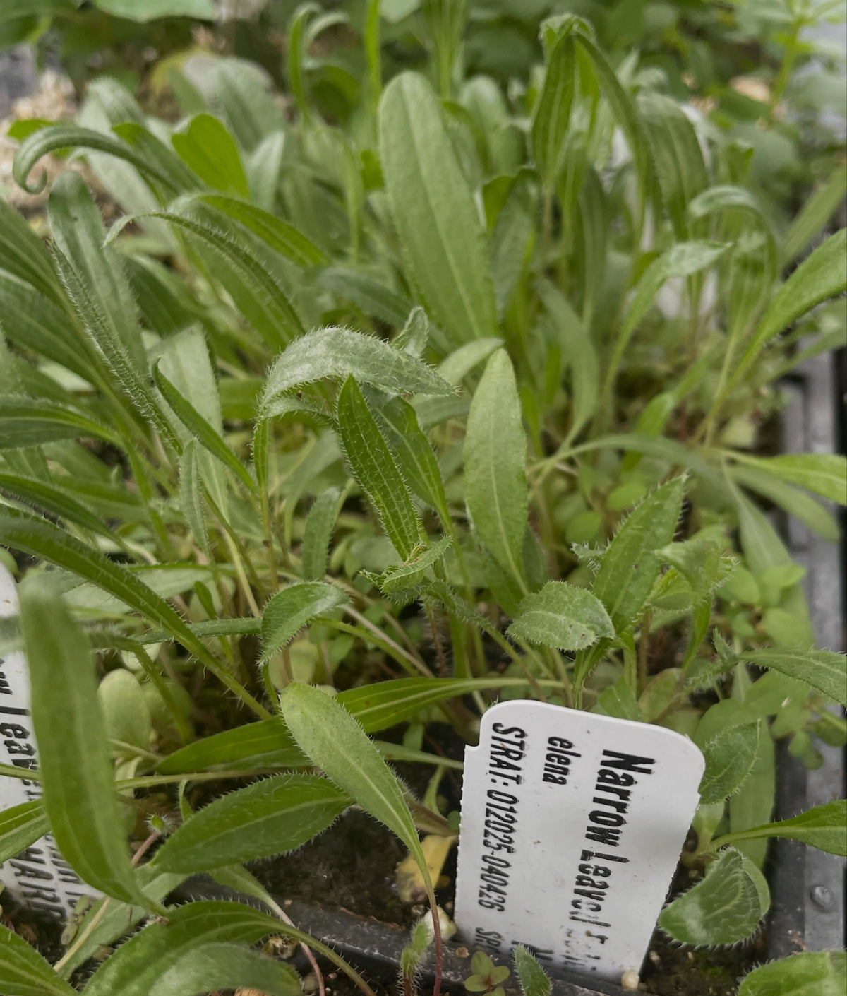 narrow leaved echinacea, a native species, image 2 of 2