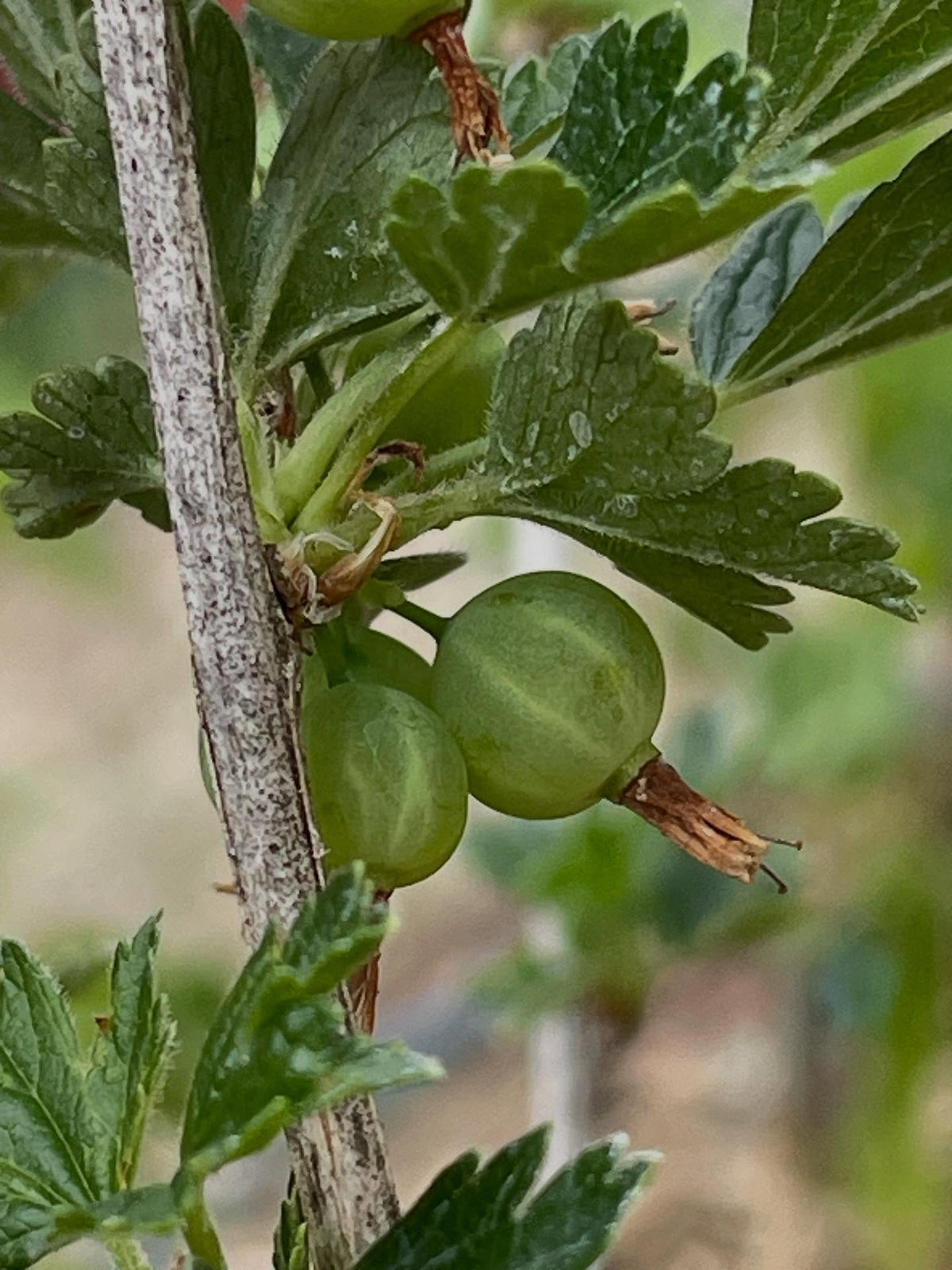 native gooseberry in my collection, this is Ribes hirtellum (Smooth Gooseberry) it has very few spines, just one or two, image 1 of 6