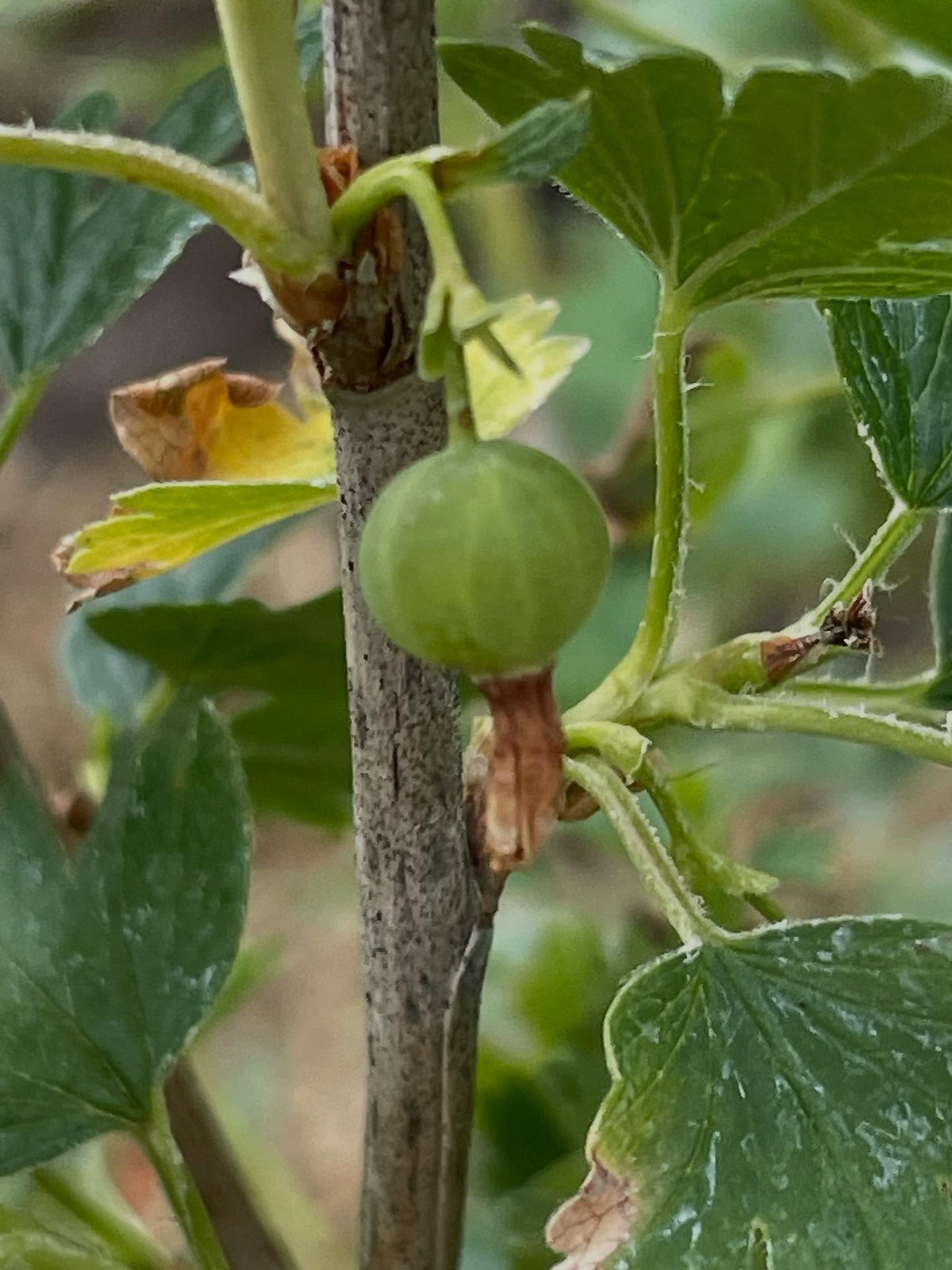 native gooseberry in my collection, this is Ribes hirtellum (Smooth Gooseberry) it has very few spines, just one or two, image 2 of 6