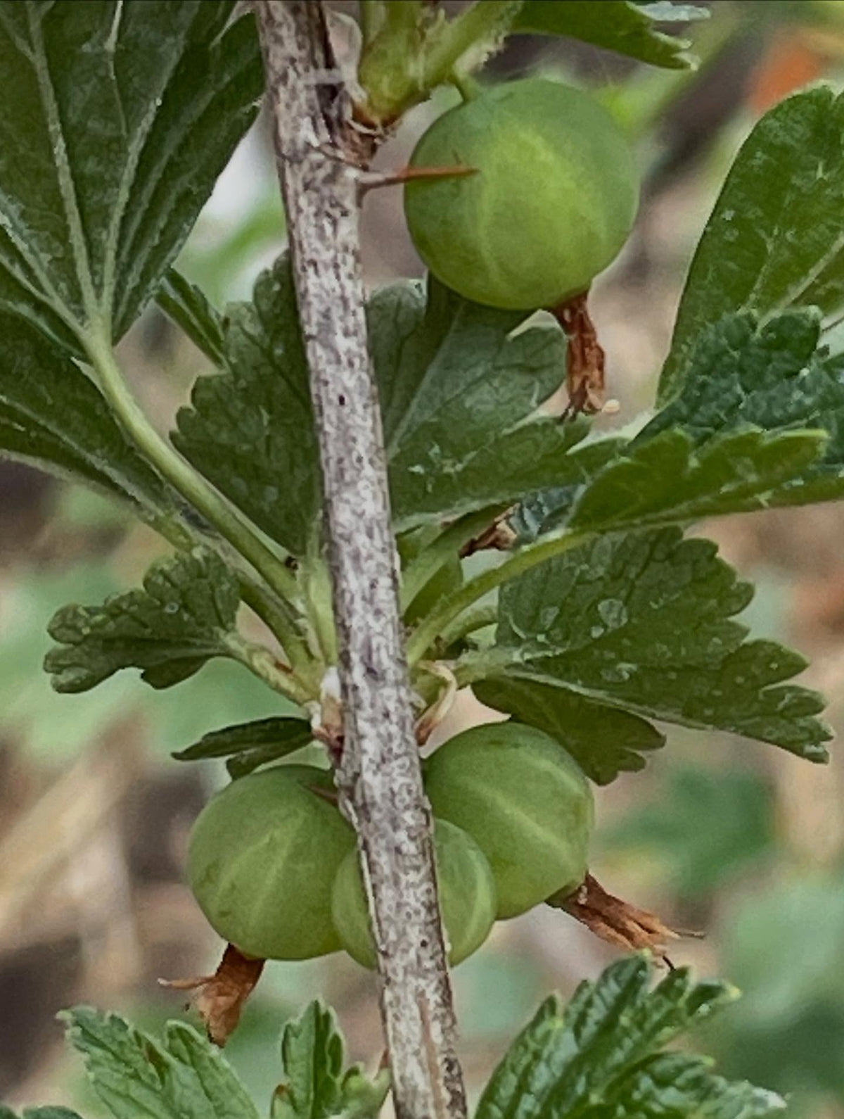 native gooseberry in my collection, this is Ribes hirtellum (Smooth Gooseberry) it has very few spines, just one or two, image 3 of 6