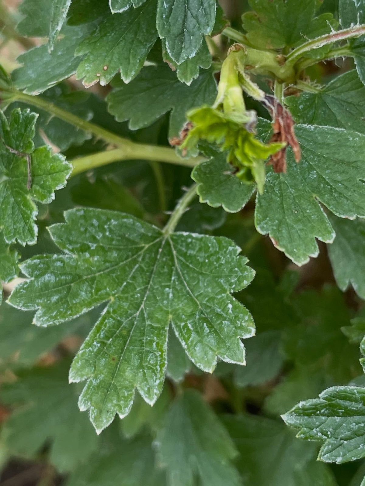 native gooseberry in my collection, this is Ribes hirtellum (Smooth Gooseberry) it has very few spines, just one or two, image 5 of 6