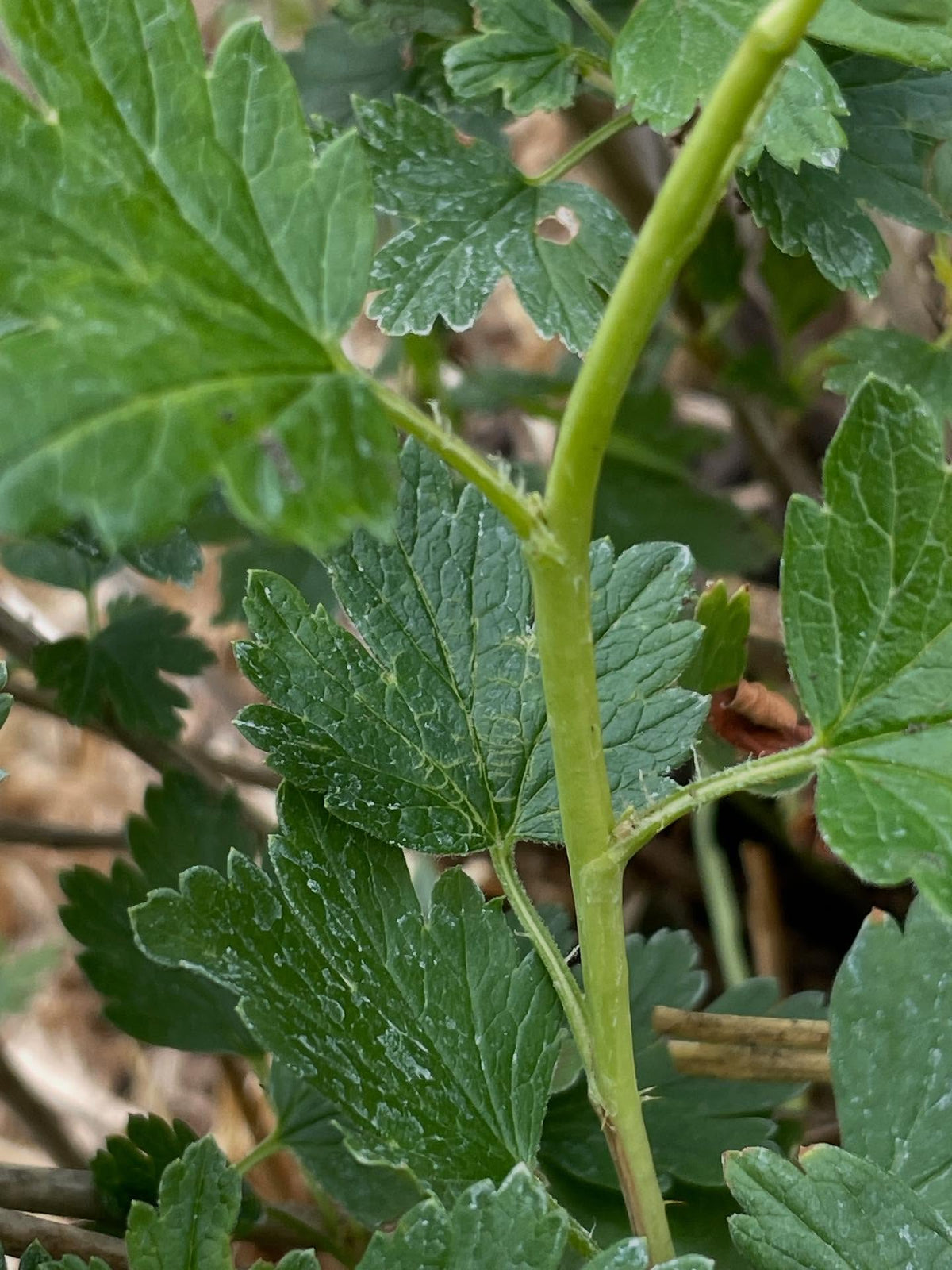 native gooseberry in my collection, this is Ribes hirtellum (Smooth Gooseberry) it has very few spines, just one or two, image 6 of 6