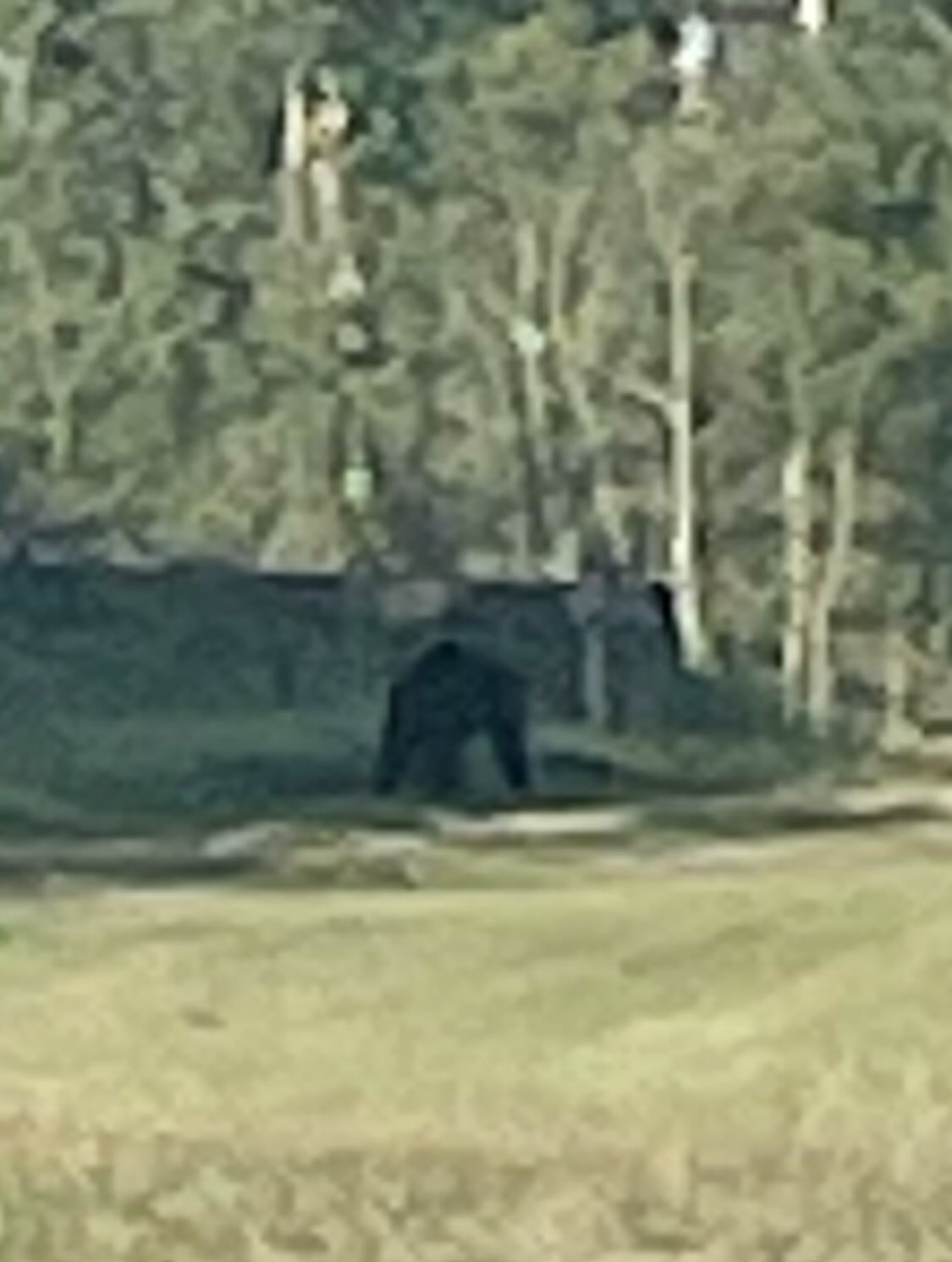 nearby our orchard and the bee hives at our place, out walked a bear this morning, image 2 of 2