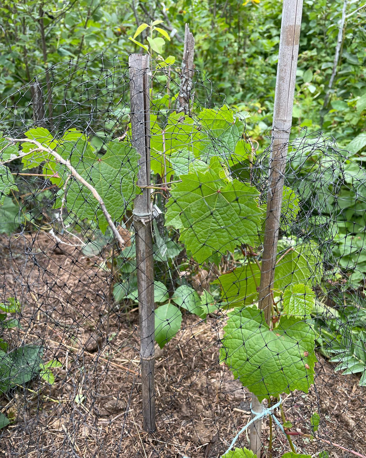 netted these small grapes to keep, image 1 of 2