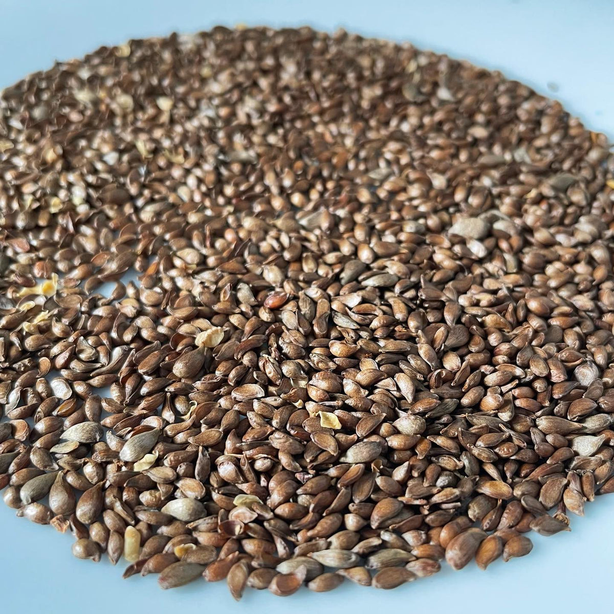 new apple seeds on plates to dry overnight in the dehydrator, image 1 of 2