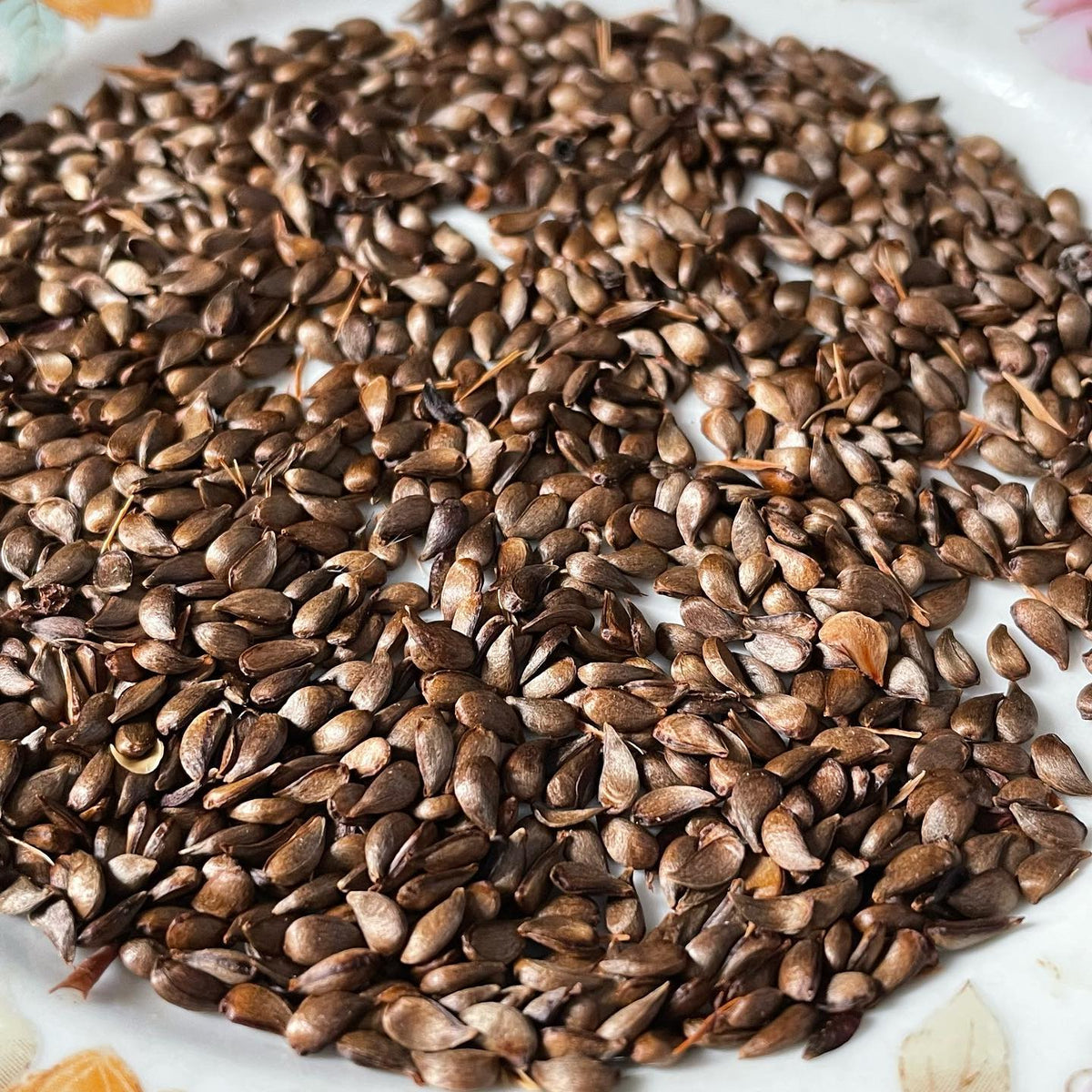 new apple seeds on plates to dry overnight in the dehydrator, image 2 of 2