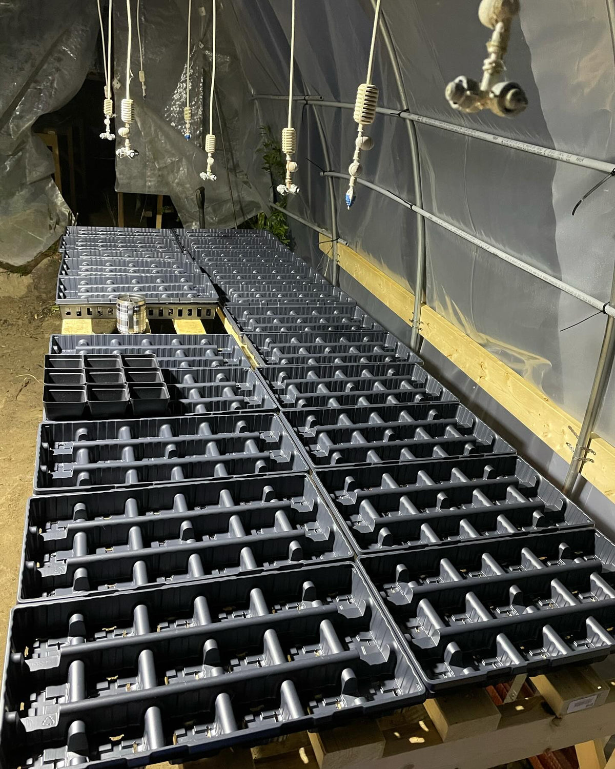 new greenhouse setup for softwood propagation, image 2 of 2