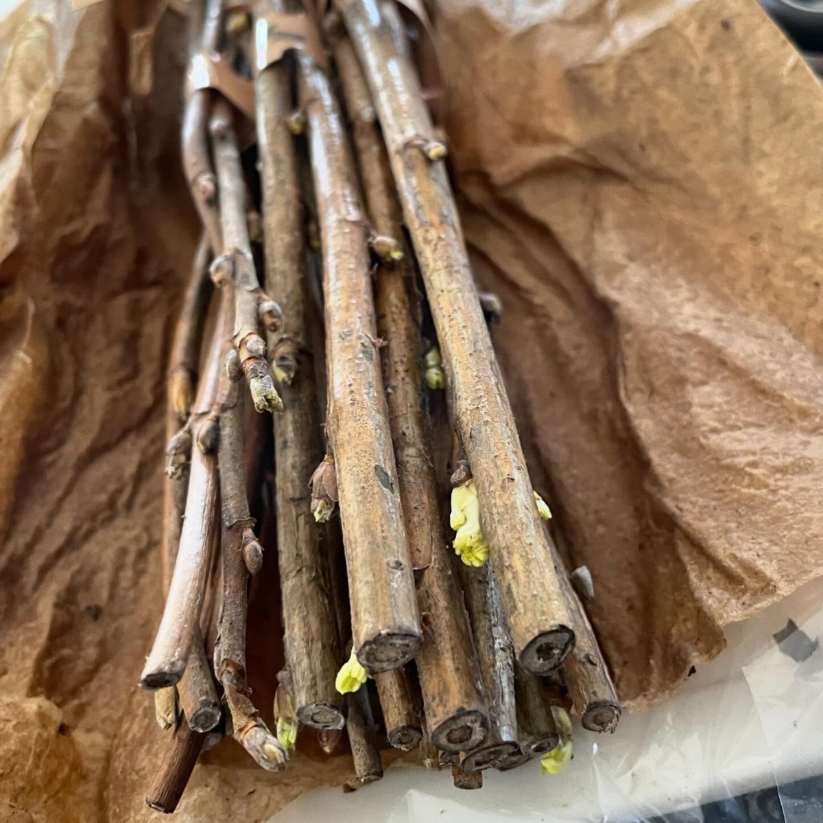 new hardwood cuttings arrived today, slightly sprouted but mostly dormant even after nearly a month in transit, image 1 of 4