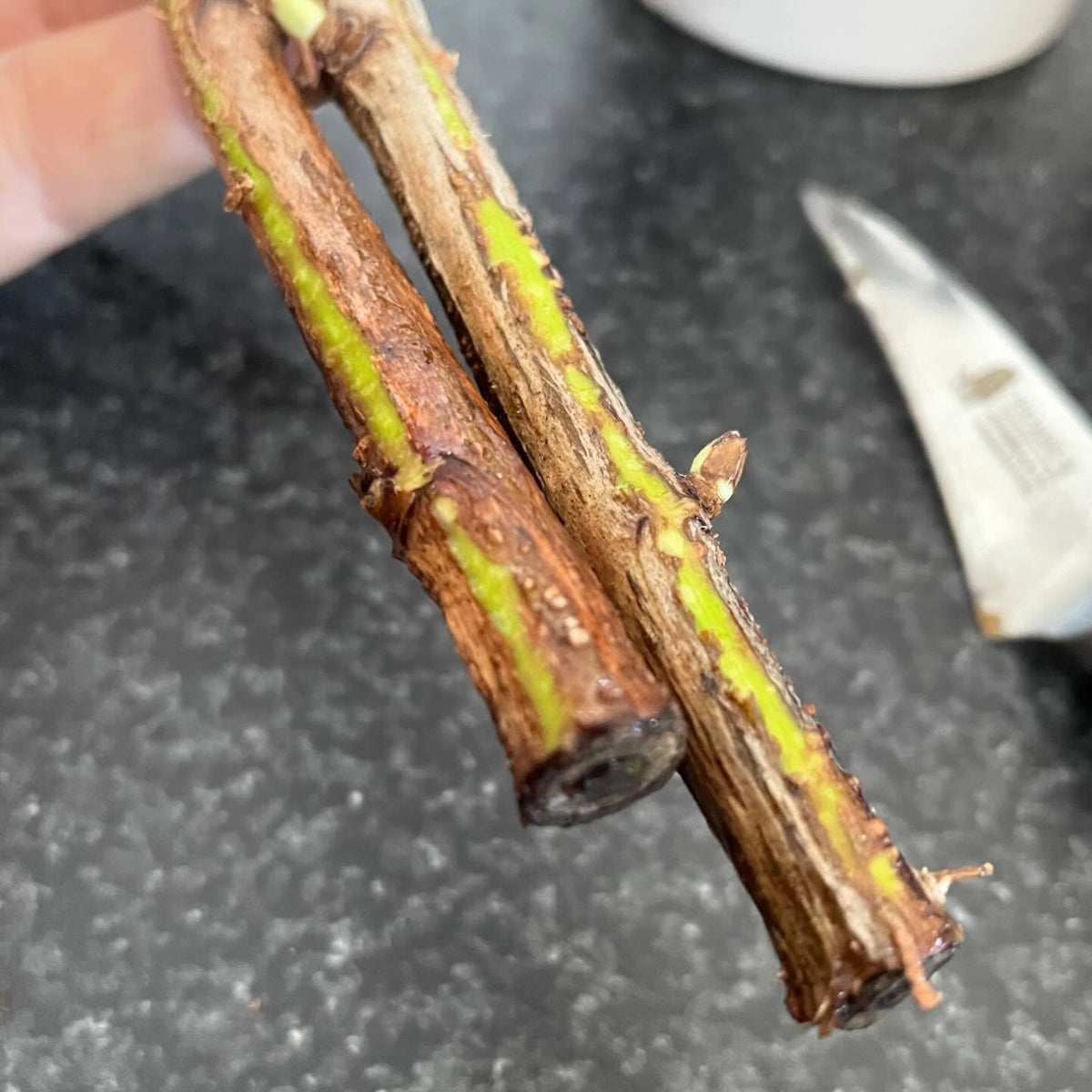 new hardwood cuttings arrived today, slightly sprouted but mostly dormant even after nearly a month in transit, image 2 of 4