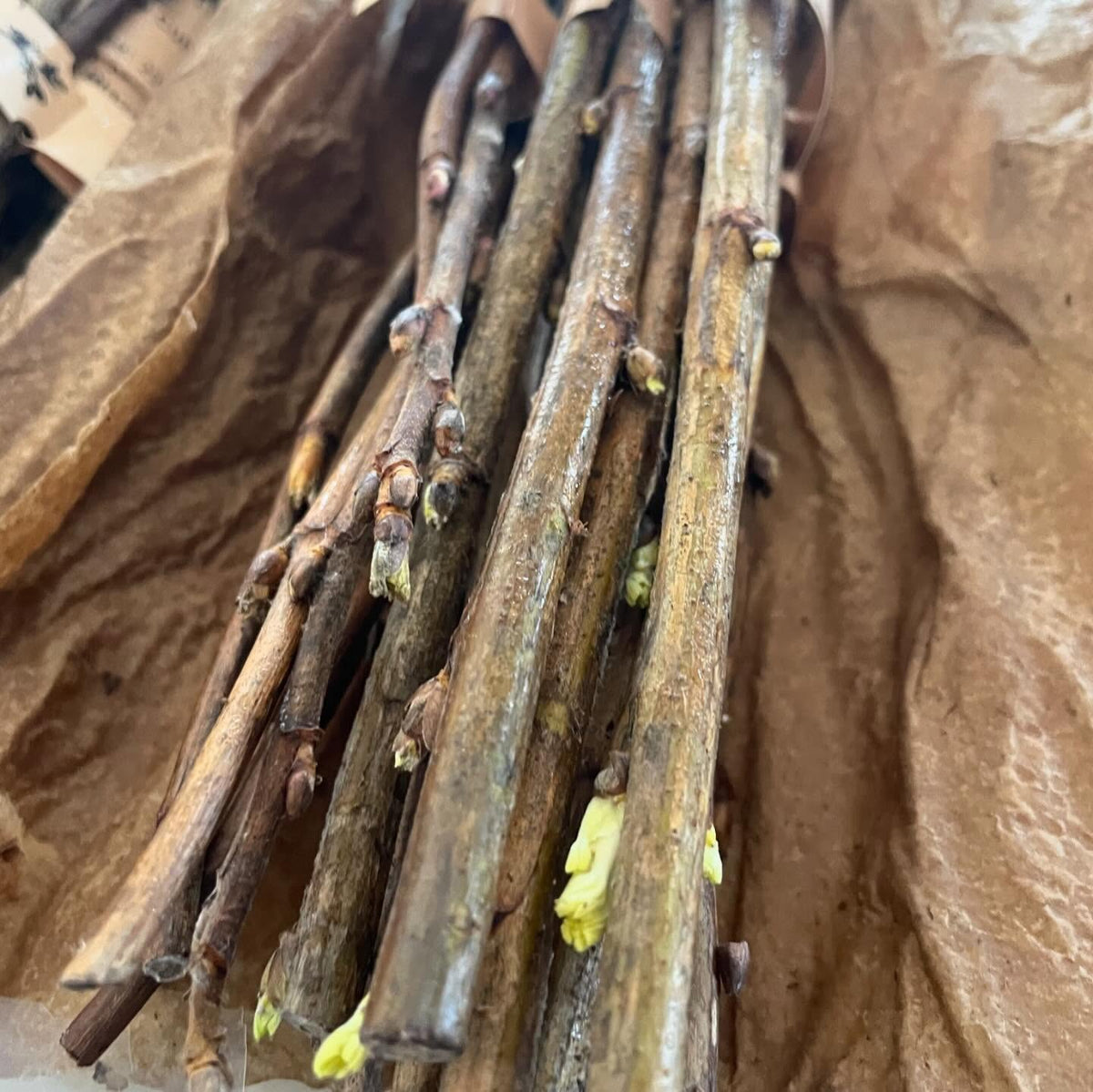 new hardwood cuttings arrived today, slightly sprouted but mostly dormant even after nearly a month in transit, image 3 of 4