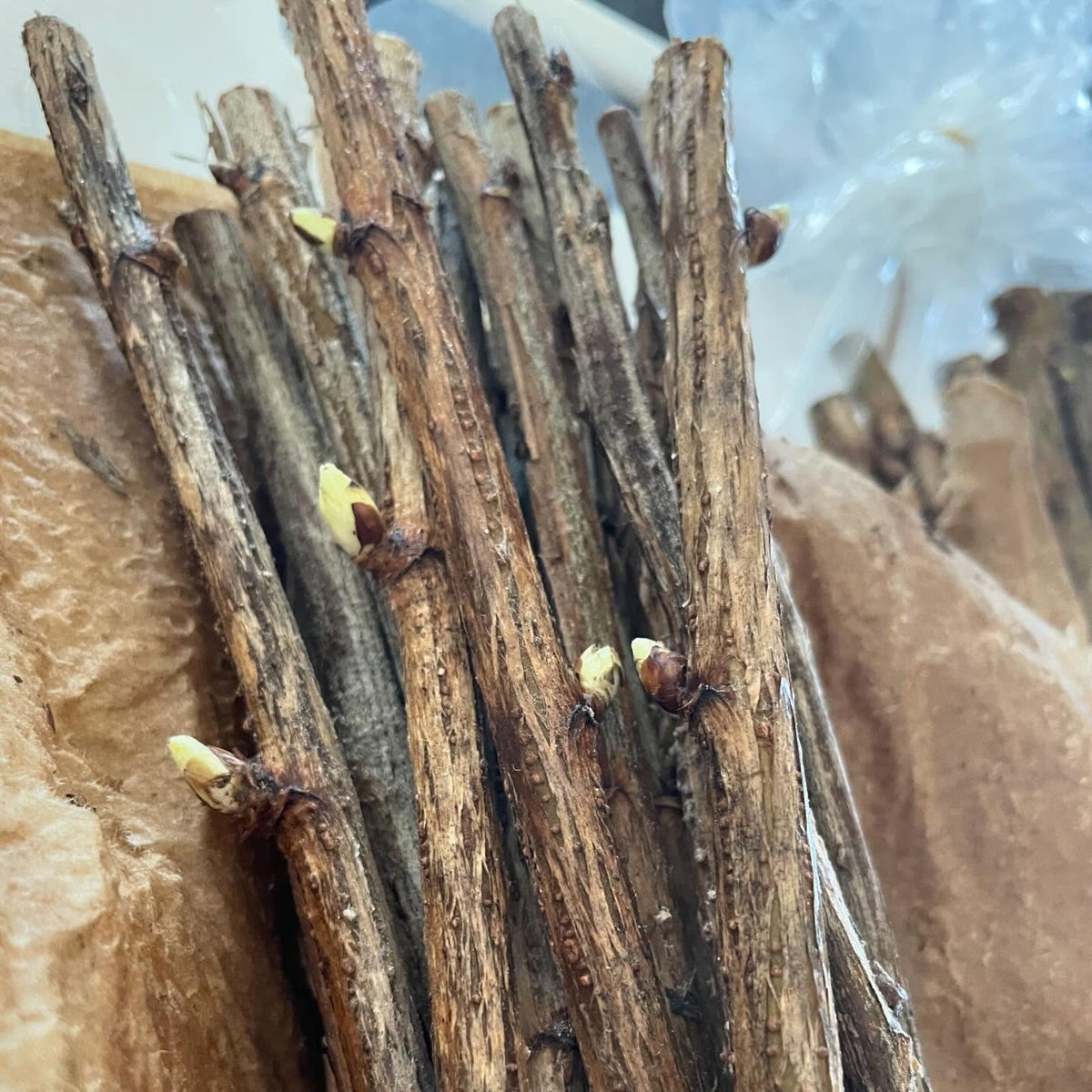new hardwood cuttings arrived today, slightly sprouted but mostly dormant even after nearly a month in transit, image 4 of 4