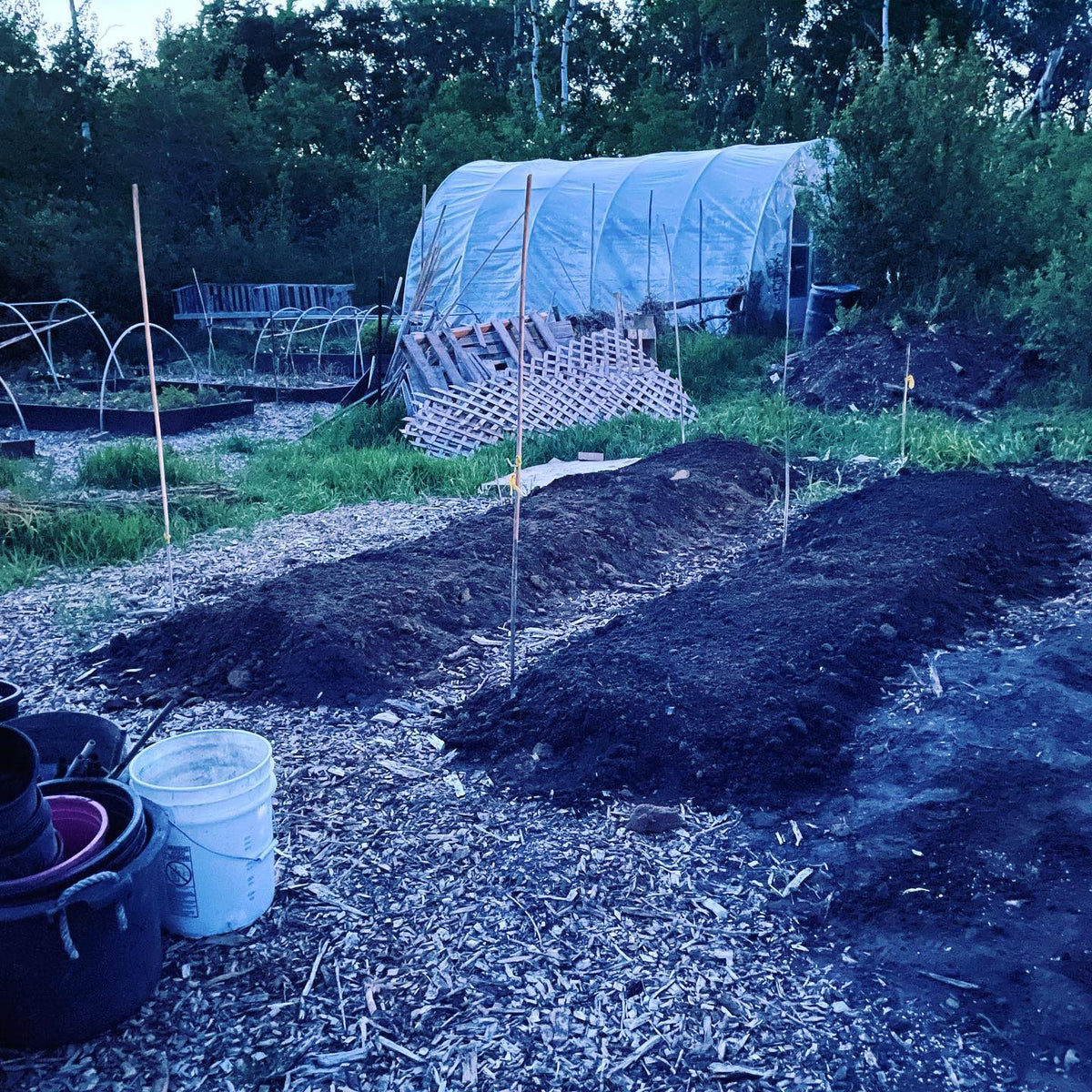 new notill beds for tomatoes and cucumbers
