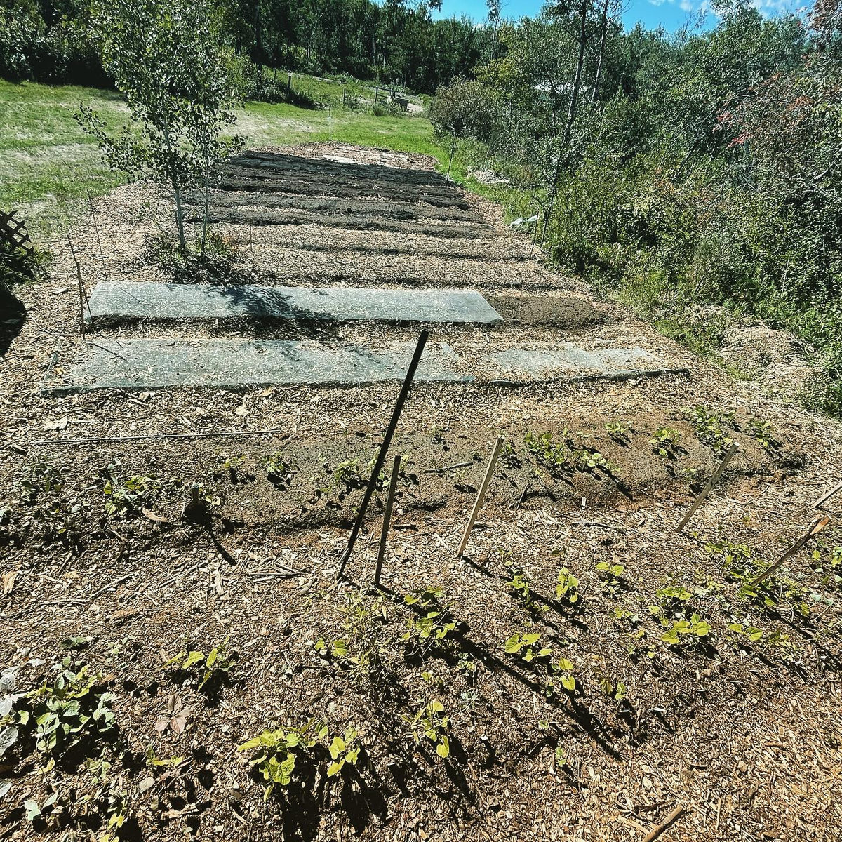 new nursery beds were my fall project