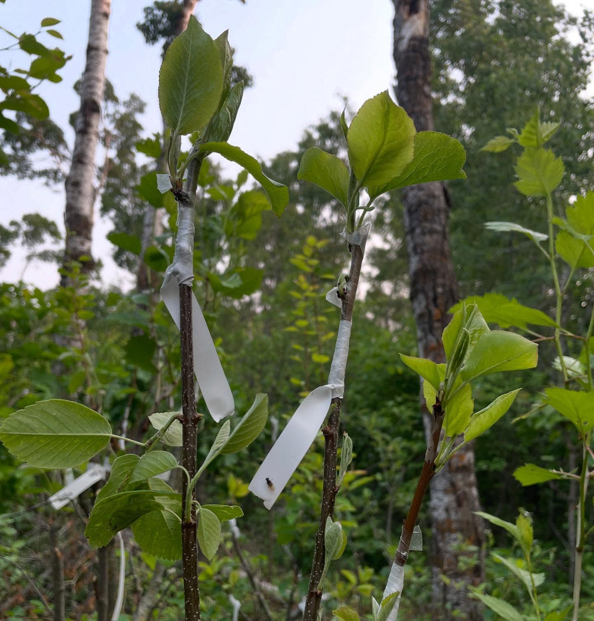 new pear grafts, about three weeks for them to leaf out, this is when I start to check for rootstock shoot extension, image 2 of 2