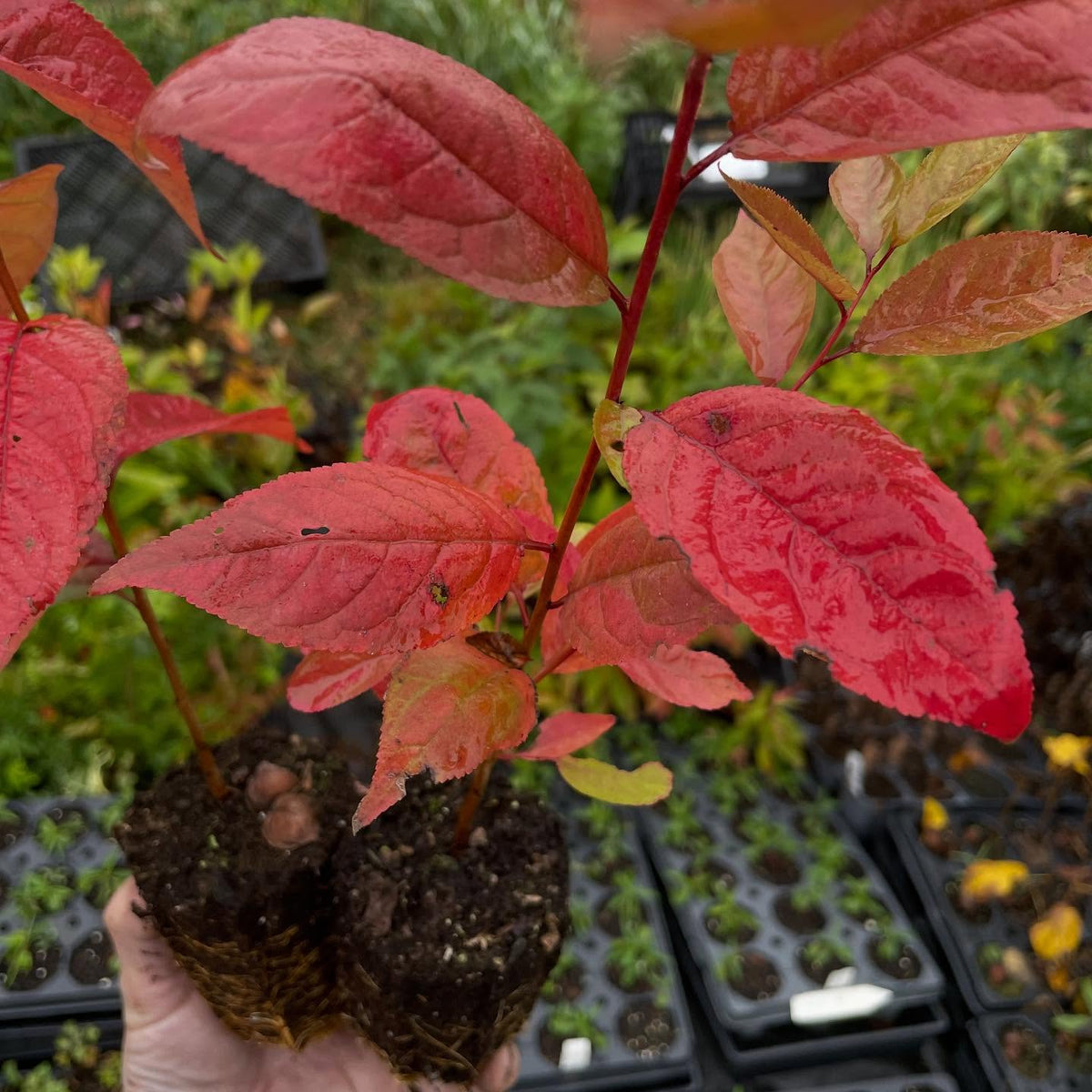 nice fall color on these pembina plum seedlings, image 1 of 2