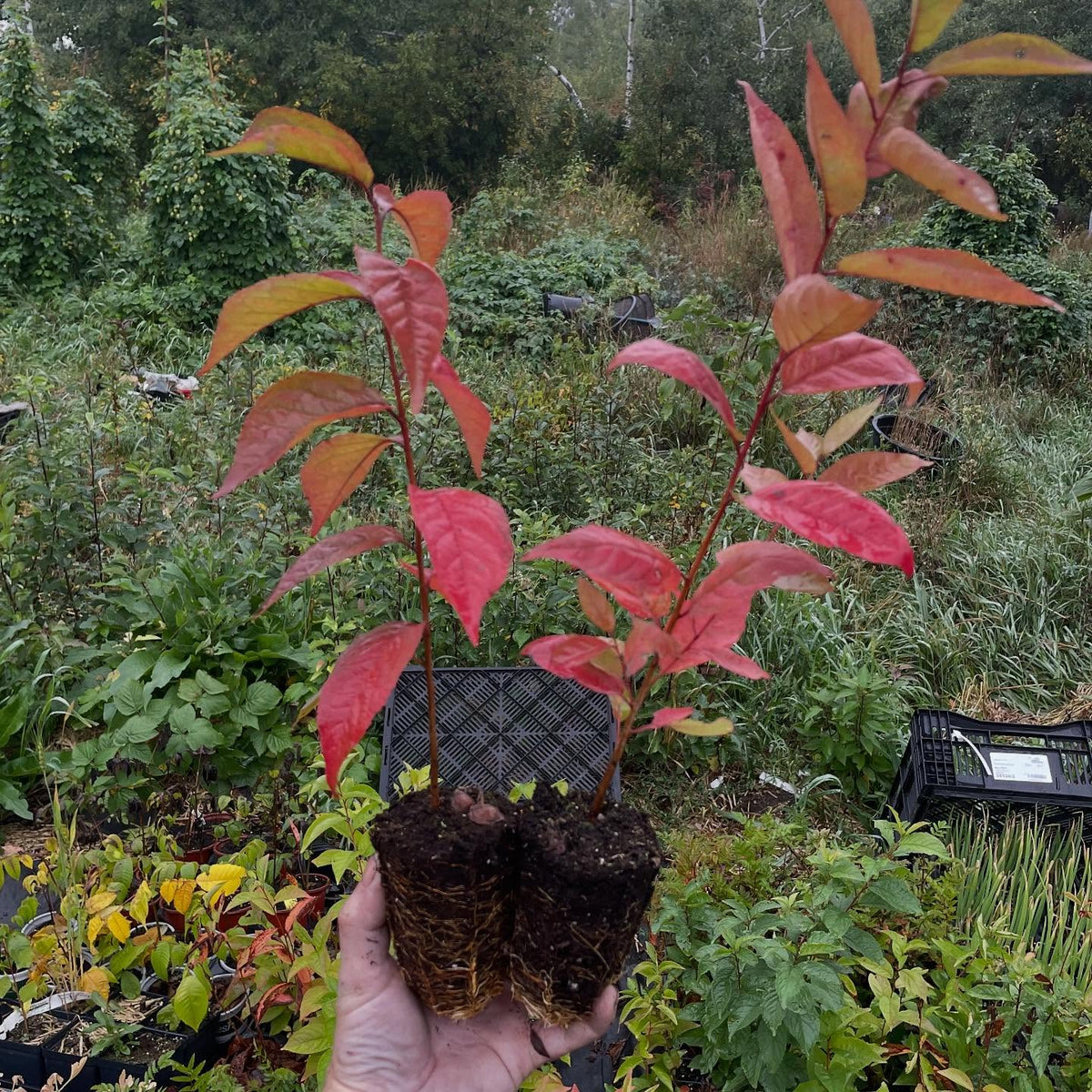 nice fall color on these pembina plum seedlings, image 2 of 2
