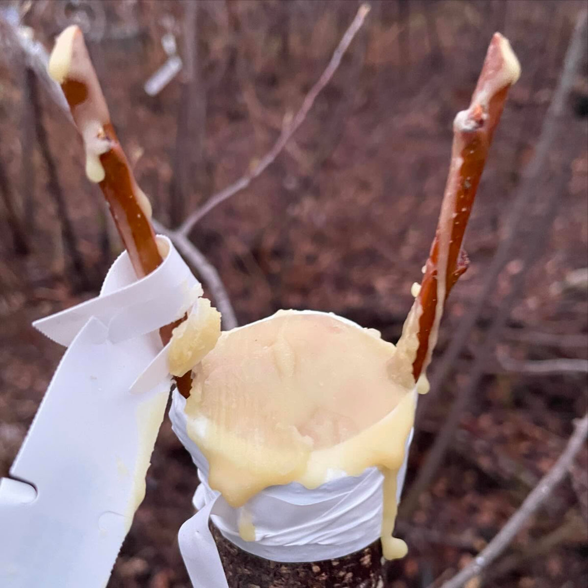 nice result painting grafts with wax, I made a hot grafting wax from an old recipe with beeswax and pine rosin, paraffin, image 1 of 7