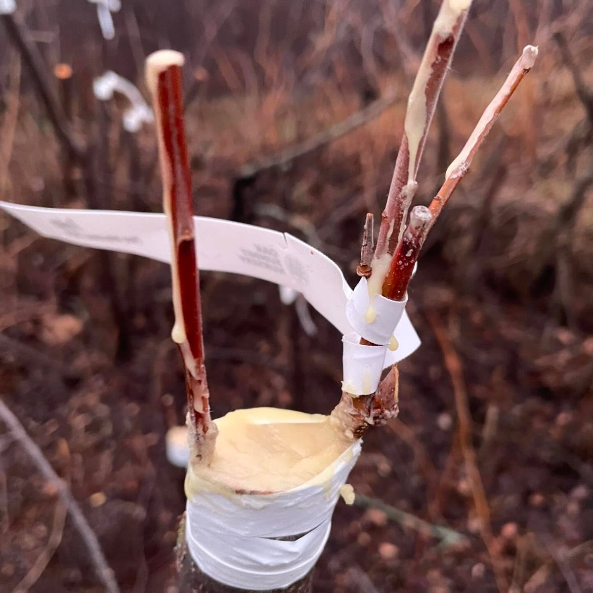 nice result painting grafts with wax, I made a hot grafting wax from an old recipe with beeswax and pine rosin, paraffin, image 3 of 7