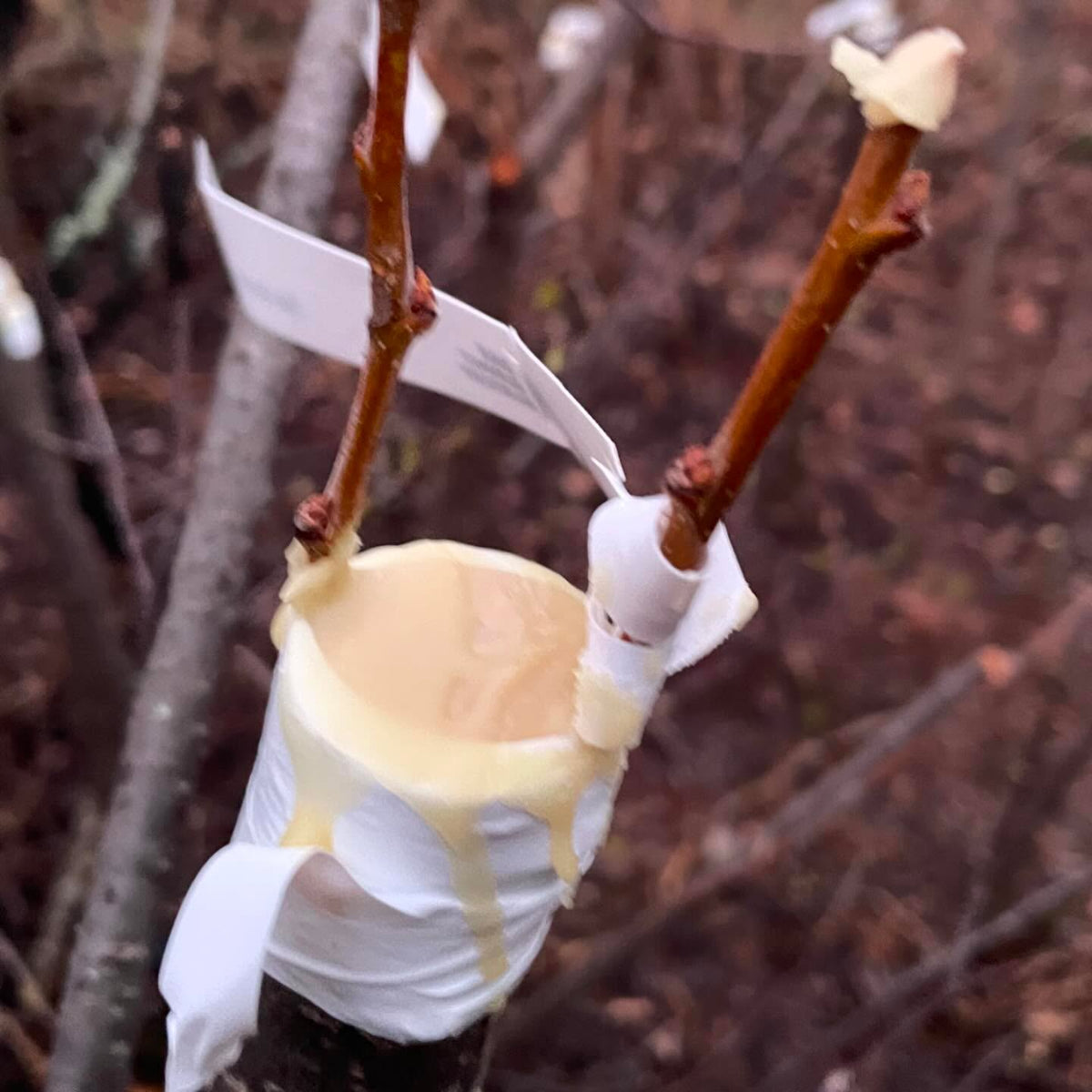 nice result painting grafts with wax, I made a hot grafting wax from an old recipe with beeswax and pine rosin, paraffin, image 4 of 7