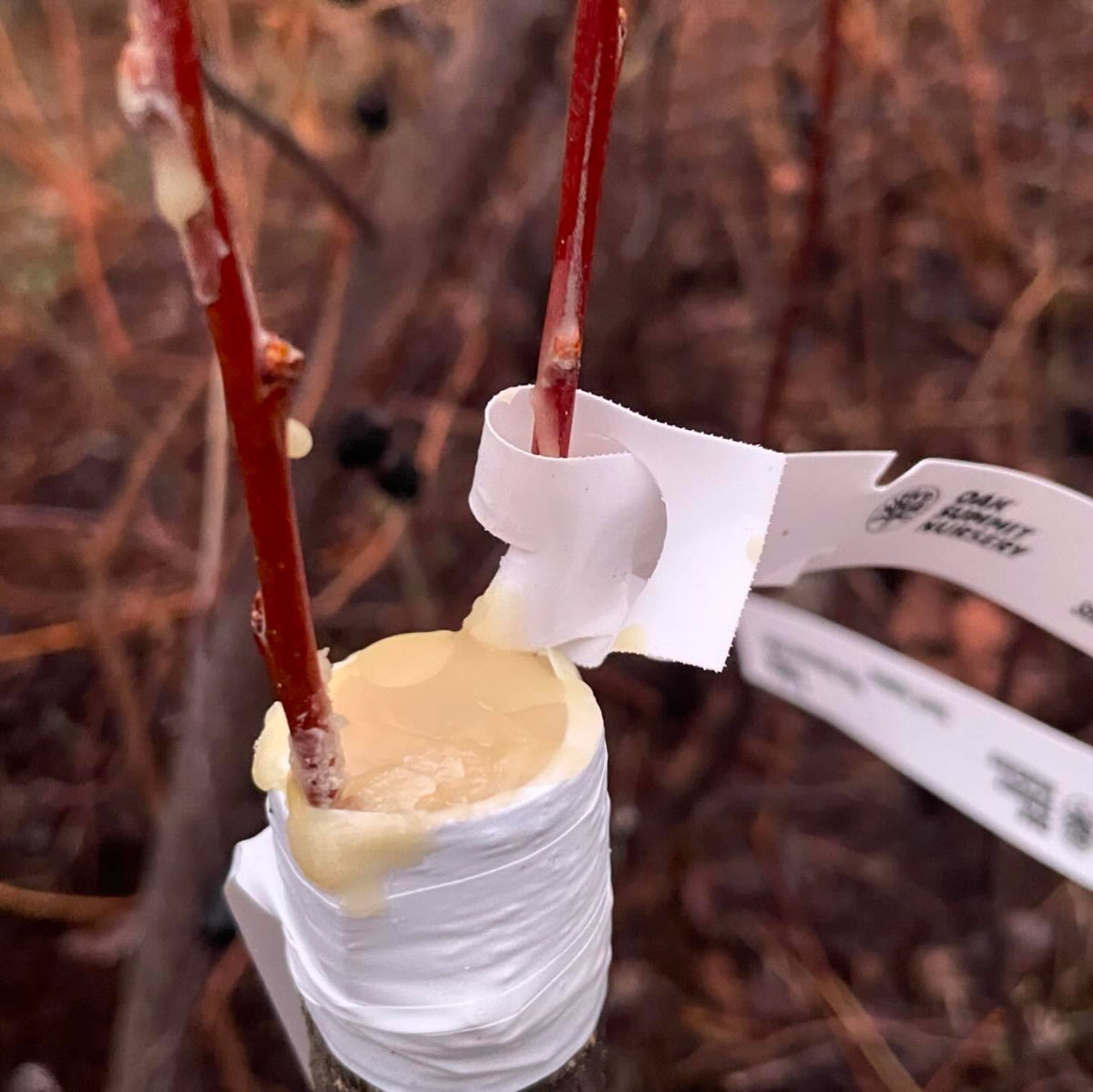 nice result painting grafts with wax, I made a hot grafting wax from an old recipe with beeswax and pine rosin, paraffin, image 5 of 7