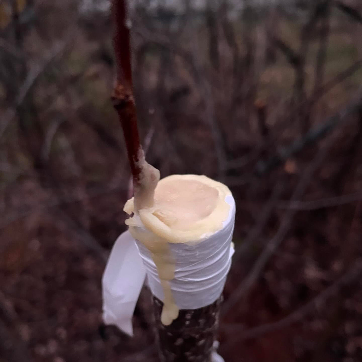 nice result painting grafts with wax, I made a hot grafting wax from an old recipe with beeswax and pine rosin, paraffin, image 7 of 7