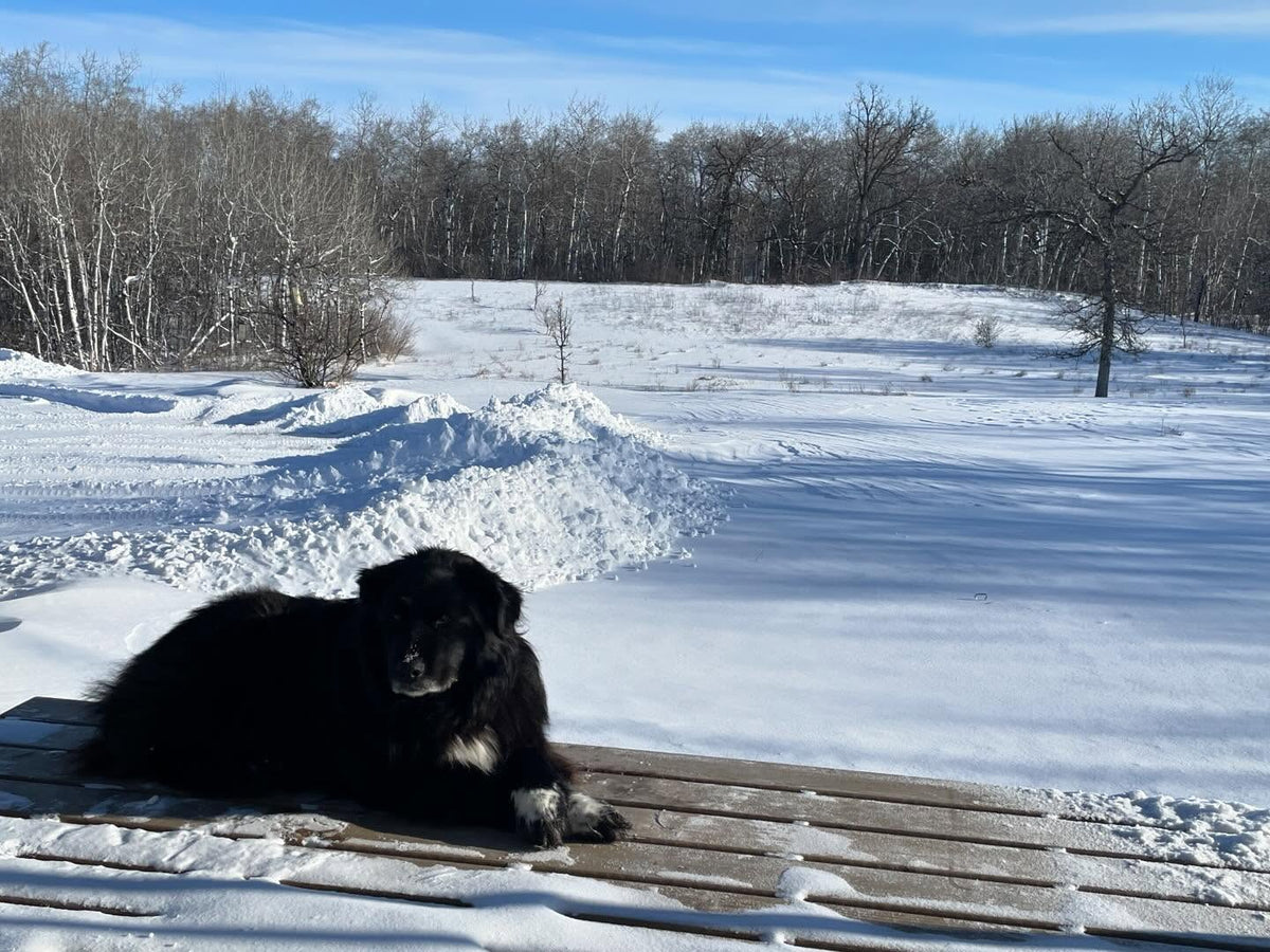 nice to finally get some snow this winter, cleared the driveway with our blade this morning