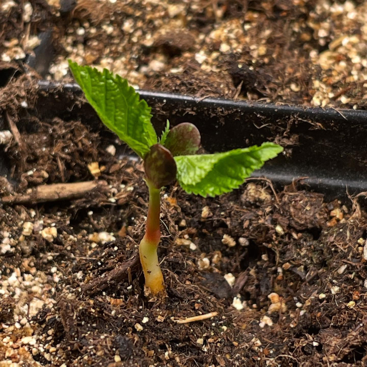 nice to get the winter garden started, here are nanking cherry on day 4, image 1 of 5