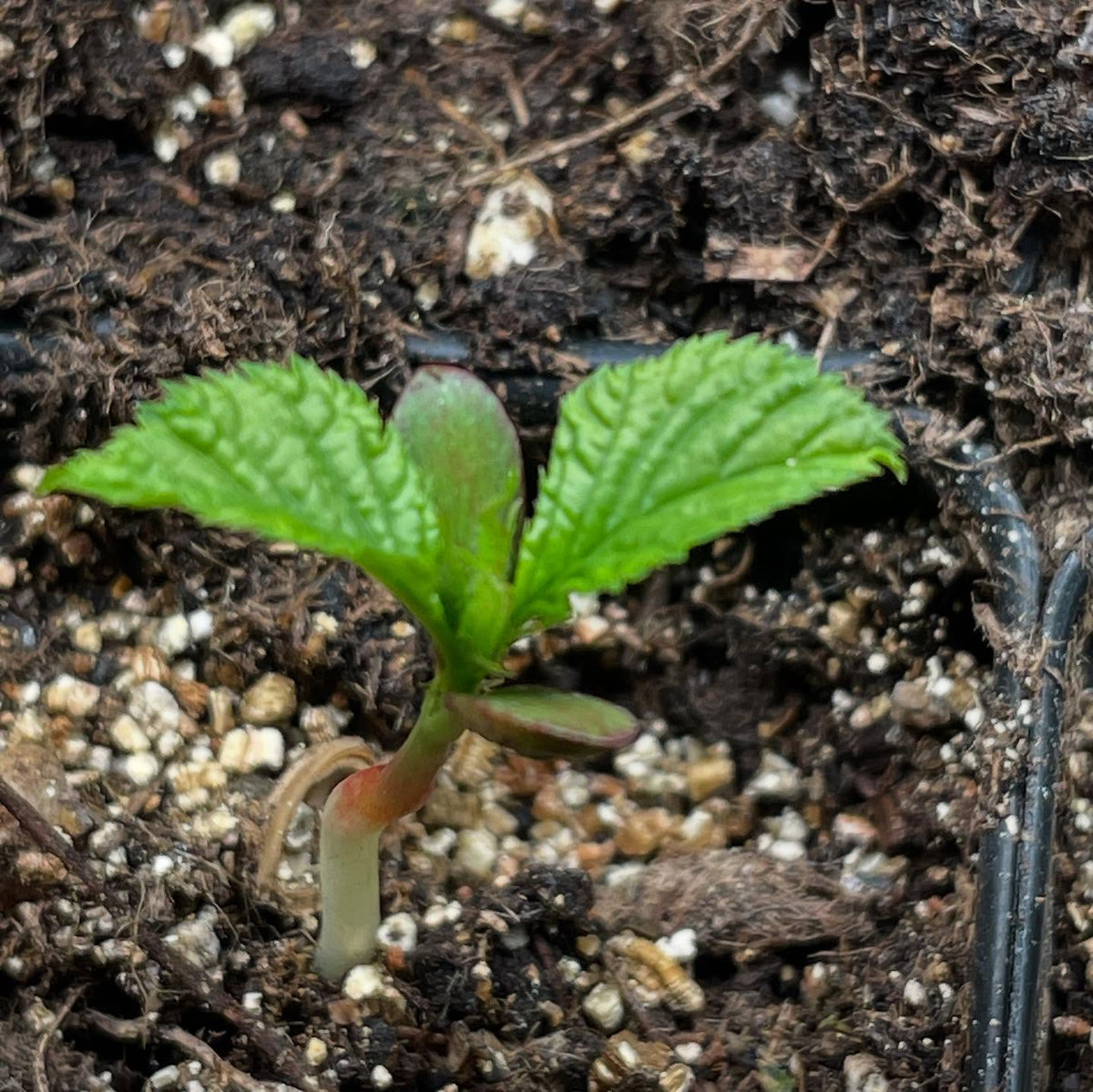 nice to get the winter garden started, here are nanking cherry on day 4, image 2 of 5