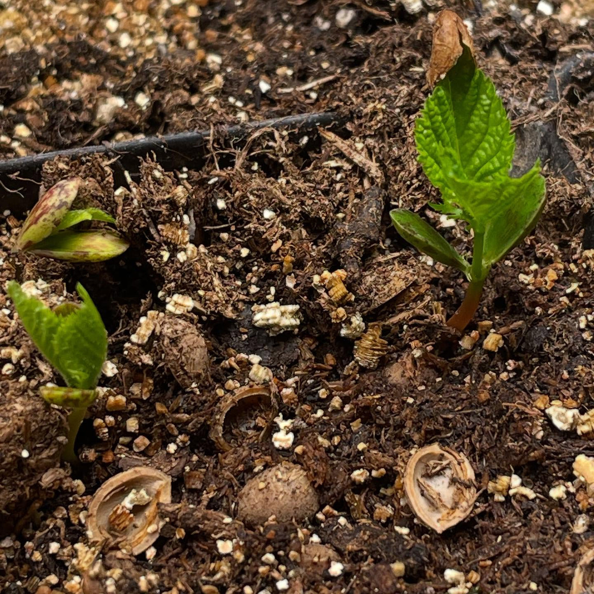 nice to get the winter garden started, here are nanking cherry on day 4, image 3 of 5