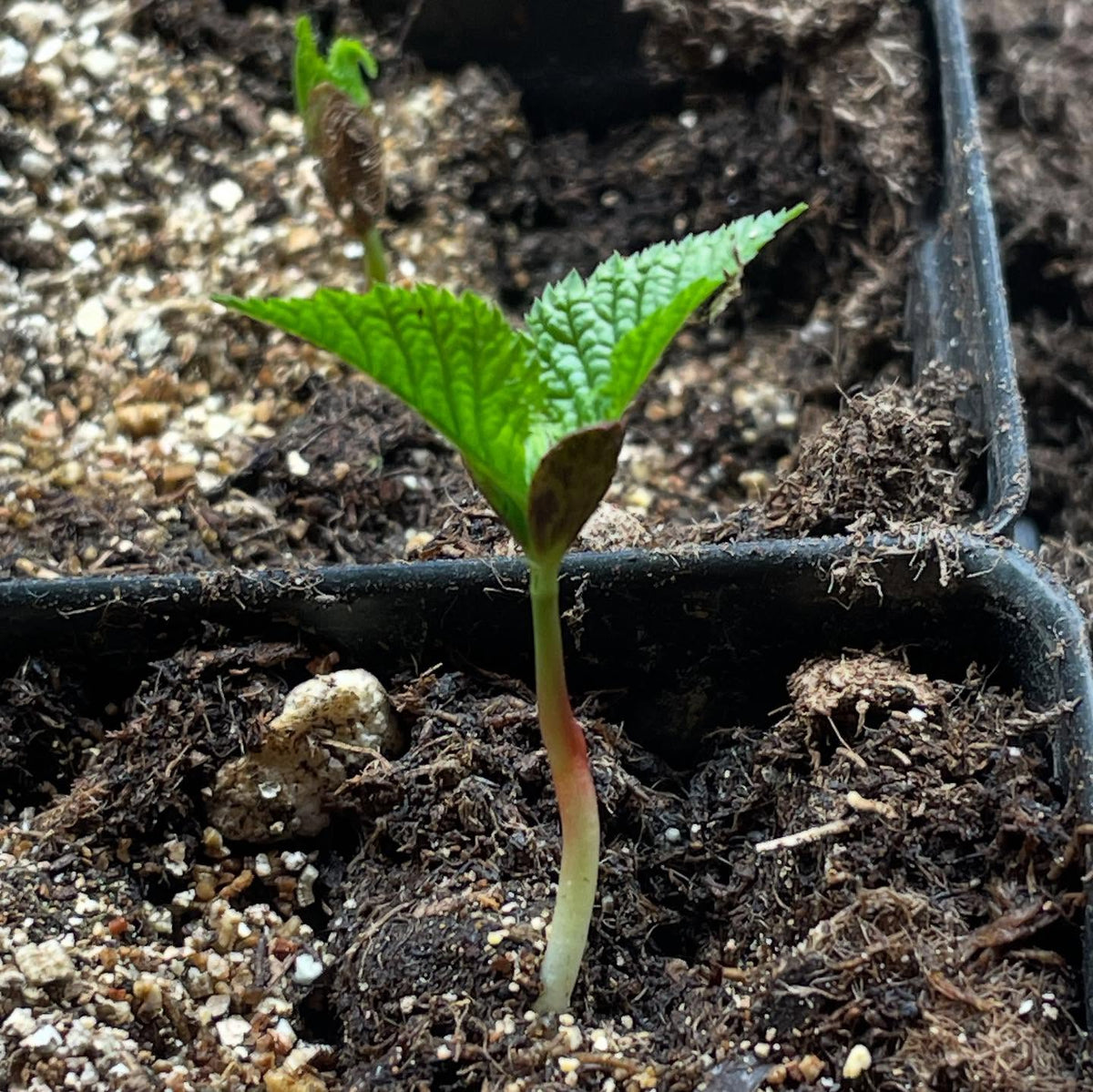 nice to get the winter garden started, here are nanking cherry on day 4, image 4 of 5