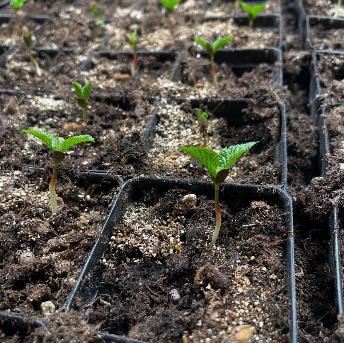 nice to get the winter garden started, here are nanking cherry on day 4, image 5 of 5