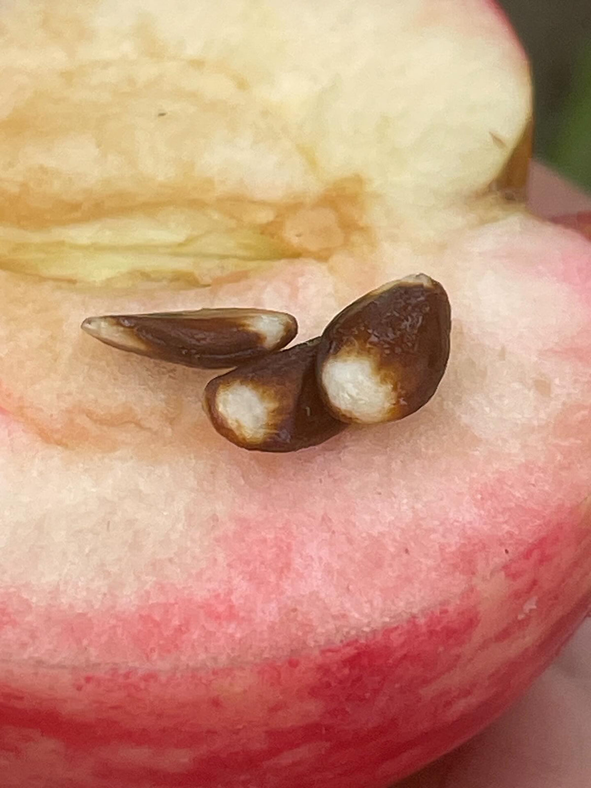 norland apple, showing some pink inside, seeds just about all brown and ripe, image 1 of 3