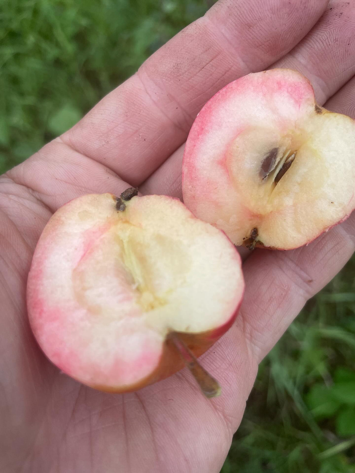 norland apple, showing some pink inside, seeds just about all brown and ripe, image 2 of 3