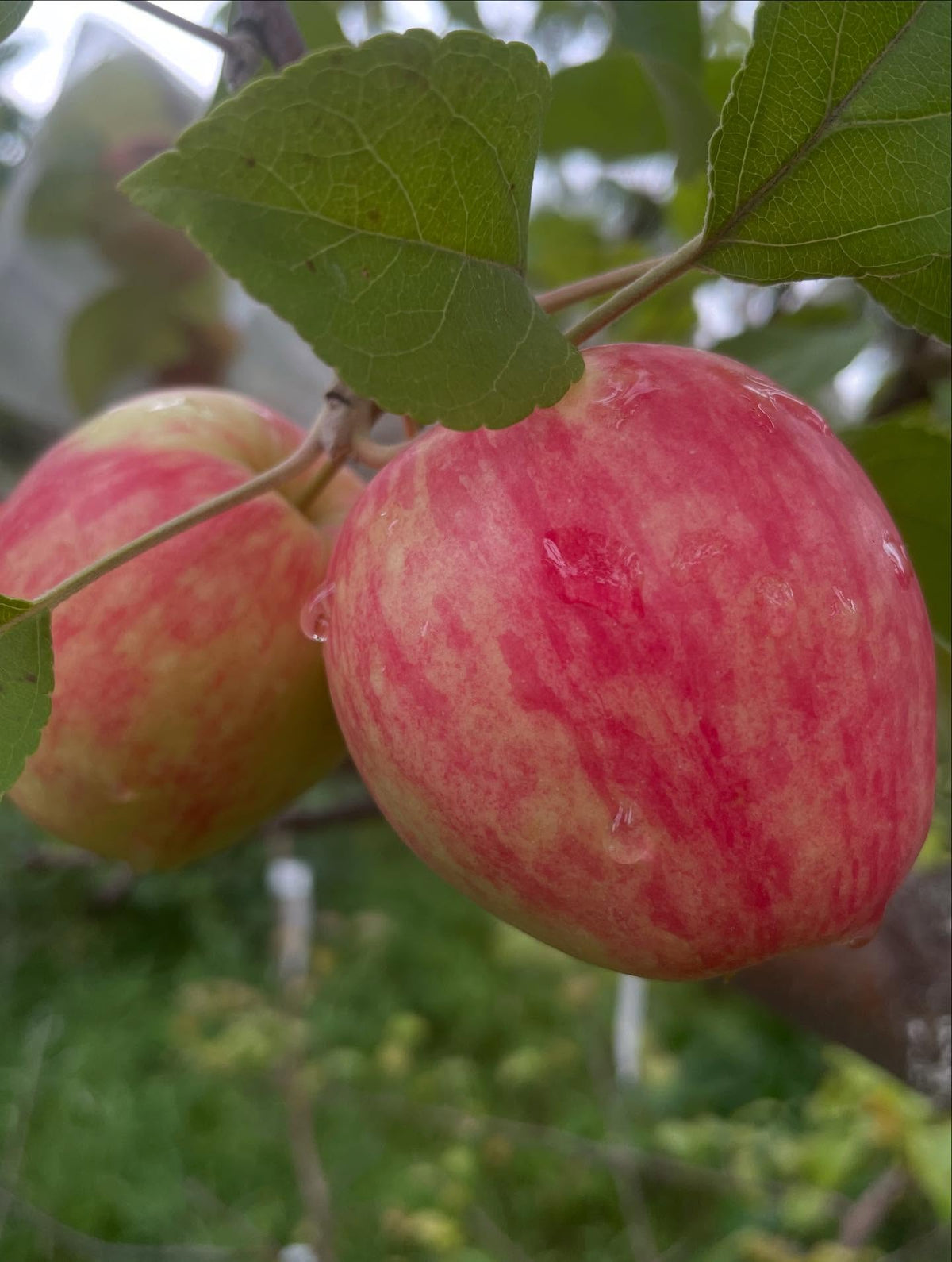 norland apple, showing some pink inside, seeds just about all brown and ripe, image 3 of 3