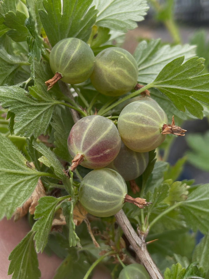 northern gooseberry, or smooth gooseberry, image 1 of 8