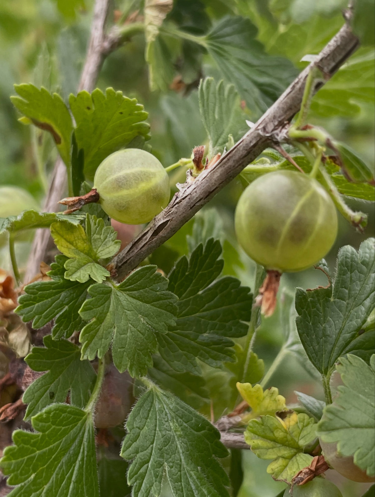 northern gooseberry, or smooth gooseberry, image 2 of 8