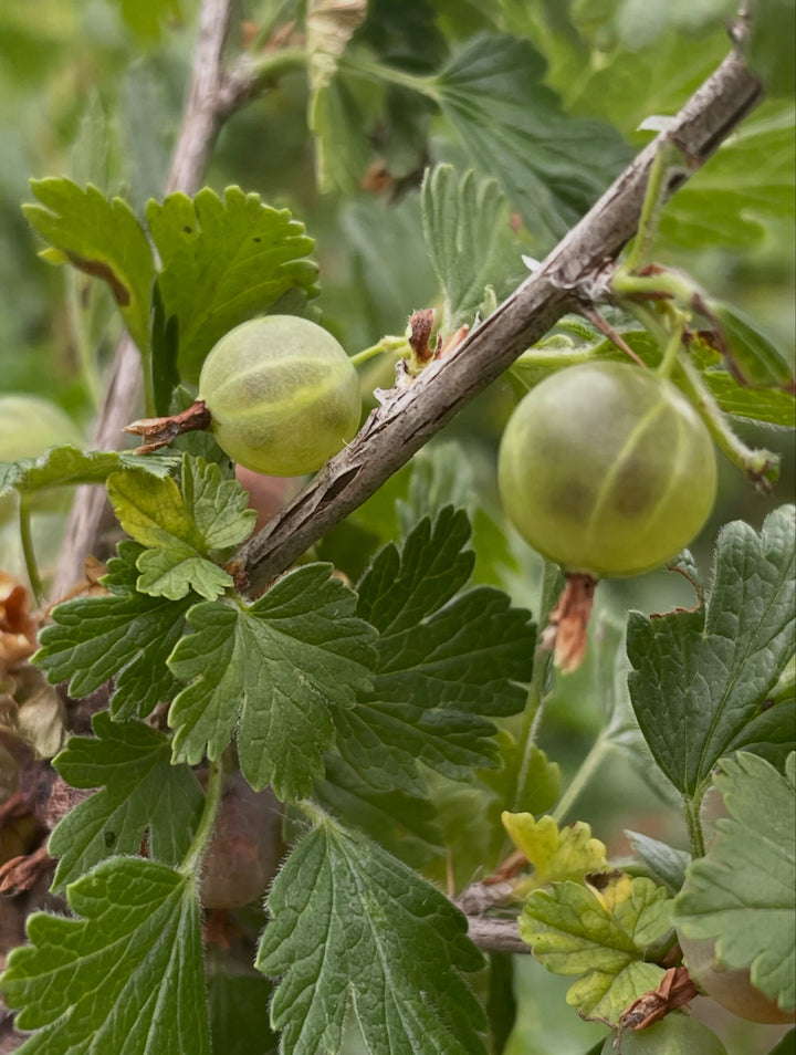 northern gooseberry, or smooth gooseberry, image 2 of 8