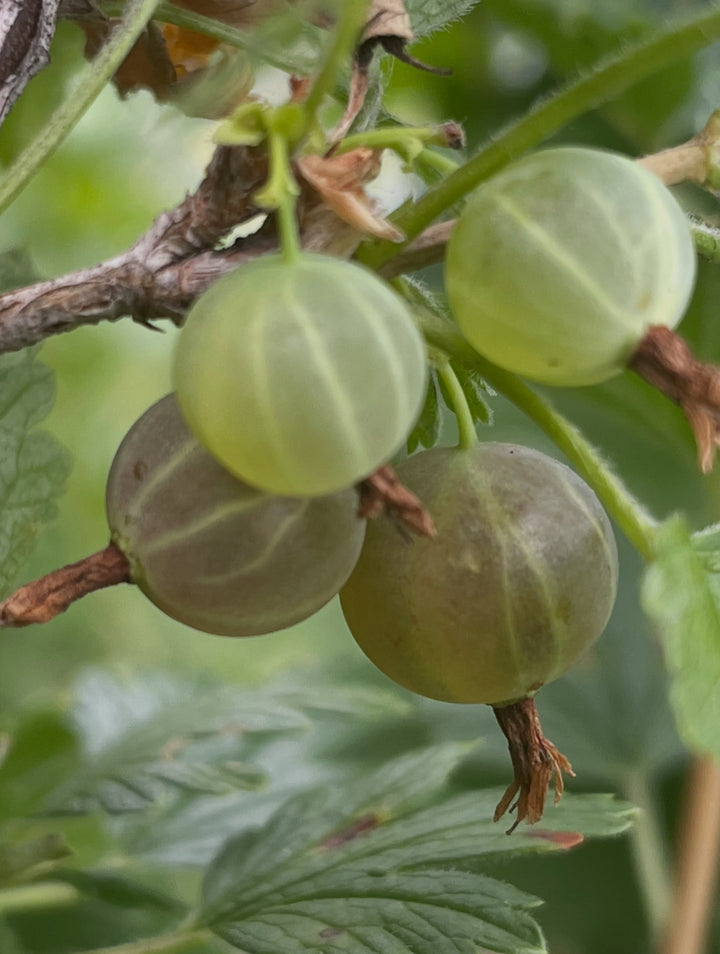 northern gooseberry, or smooth gooseberry, image 3 of 8